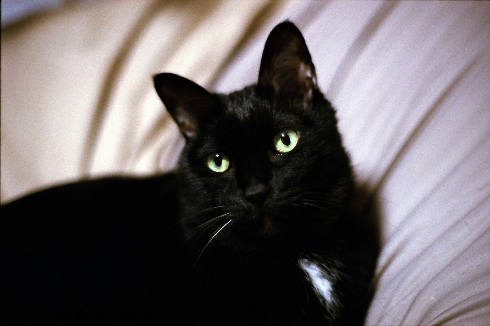 Gros plan du visage d’un chat noir aux yeux lumineux à l’intérieur