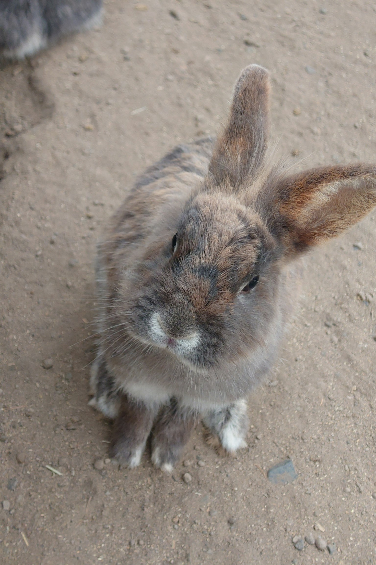 Brown rabbit sitting on the ground