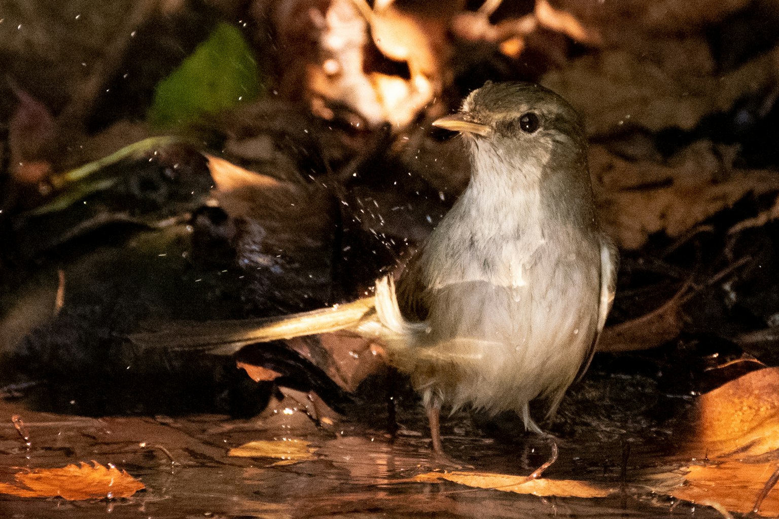 Un piccolo uccello in piedi vicino a una pozzanghera spruzzando acqua mentre scuote le piume
