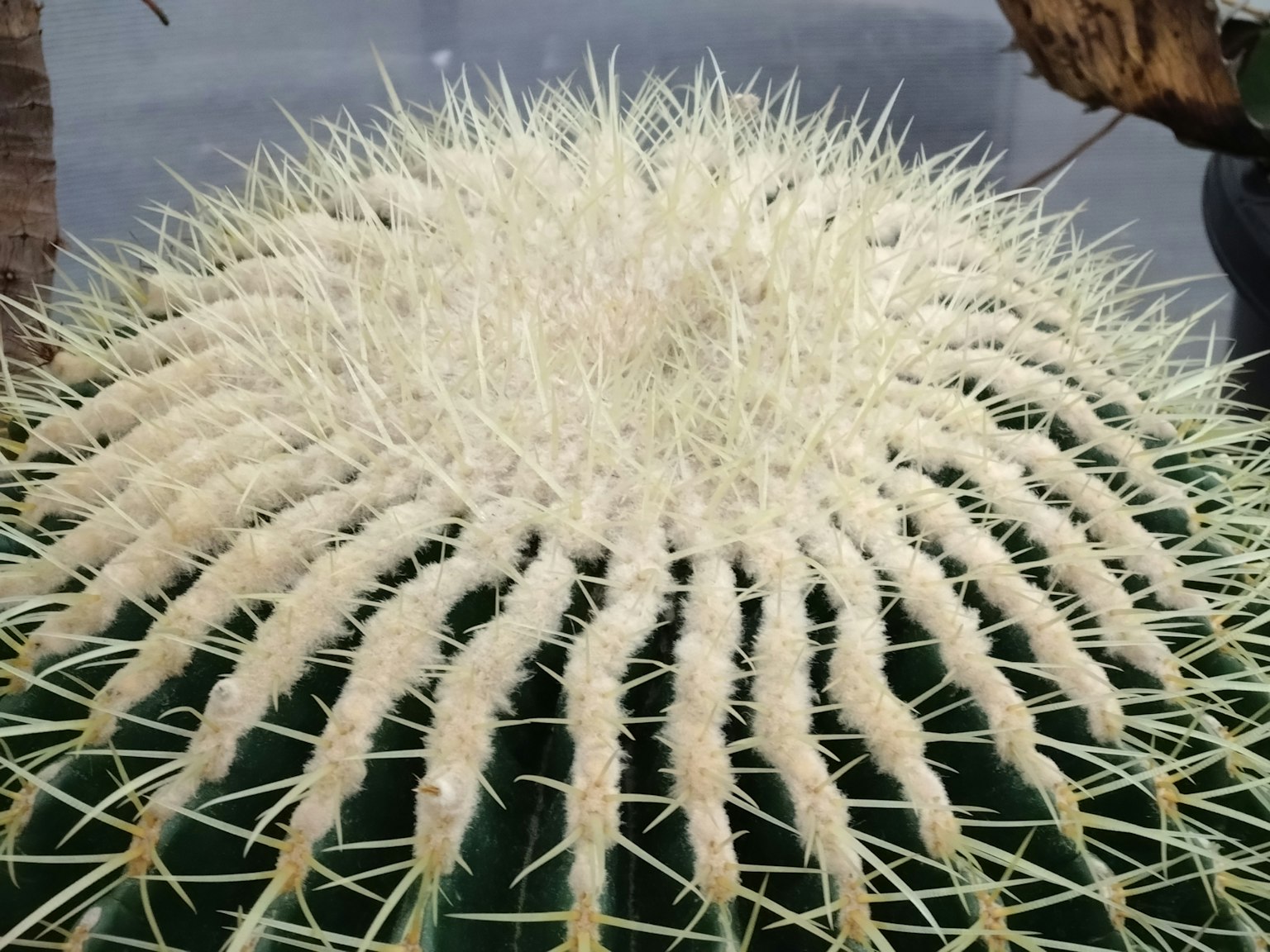 Vista superior de un cactus con espinas blancas