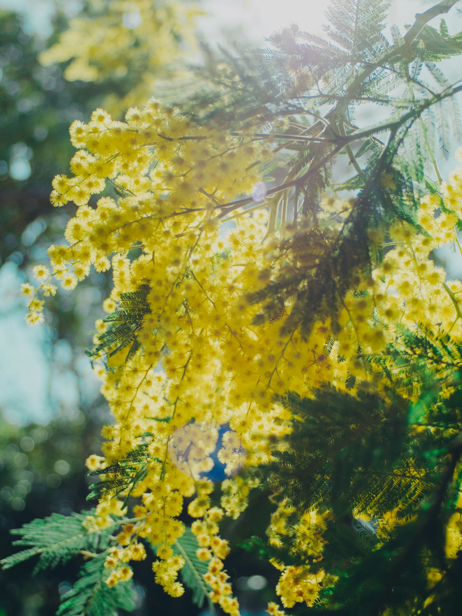 Gros plan de fleurs de mimosa jaunes sur une branche