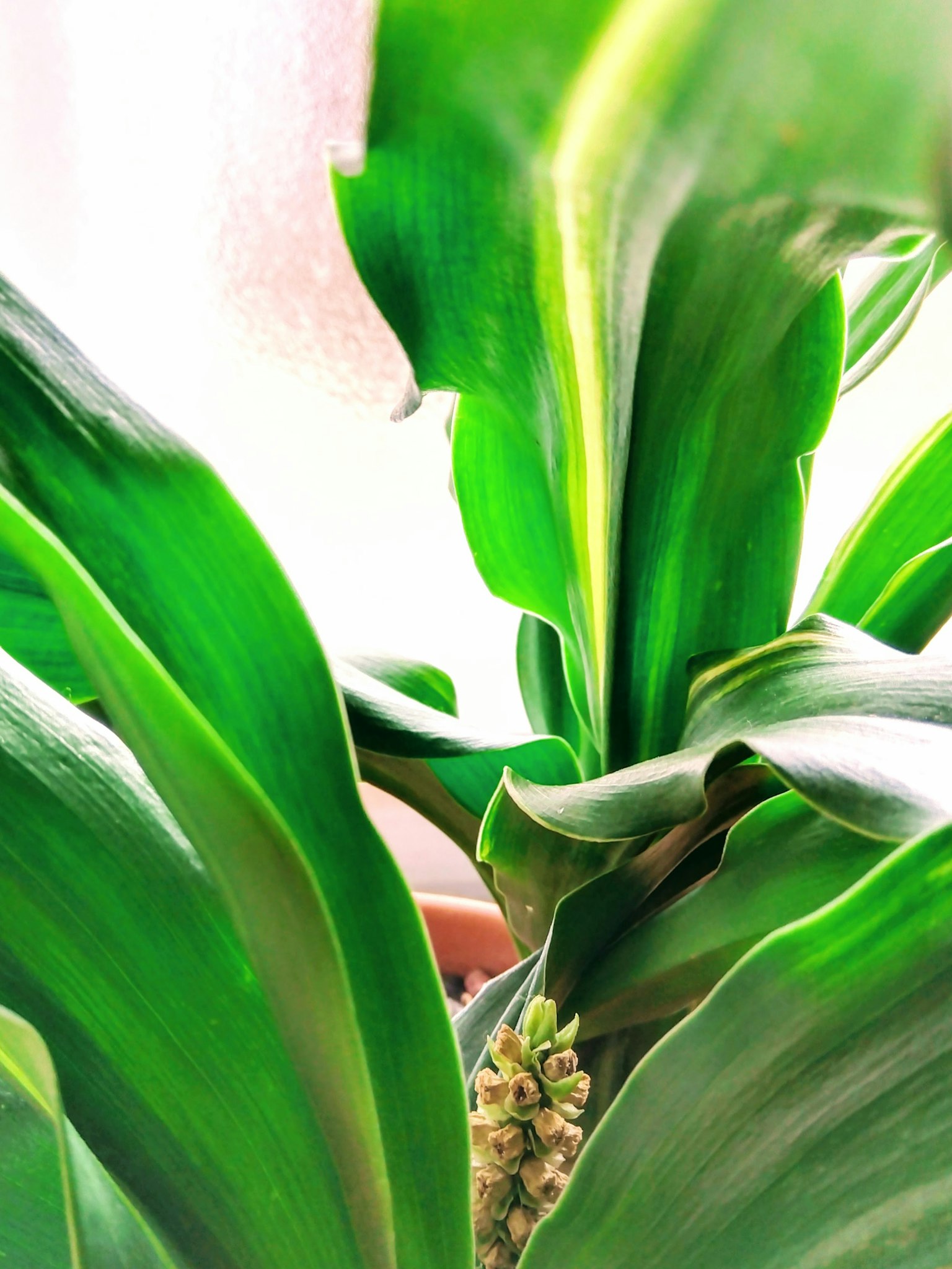 Primo piano di una pianta verde rigogliosa con foglie vivaci
