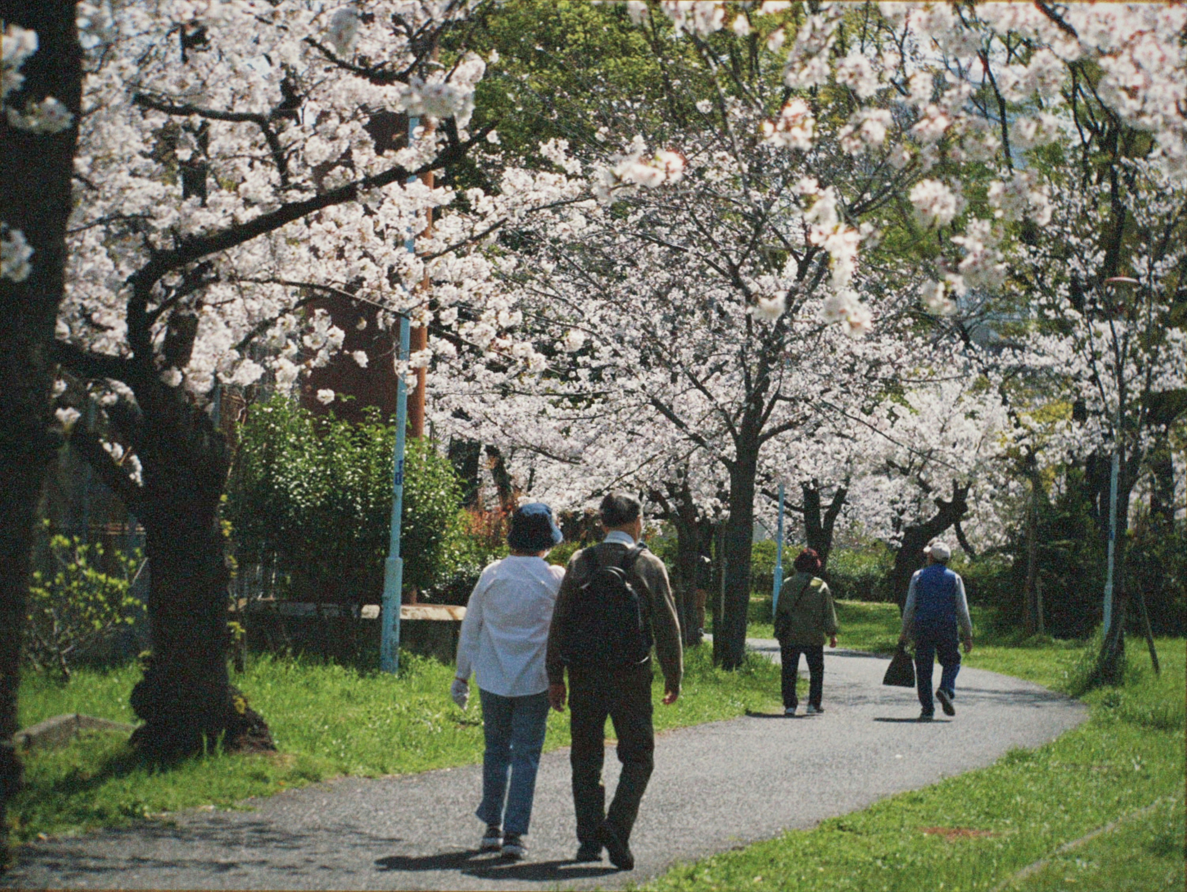 桜並木の小道を歩く人々の春の風景