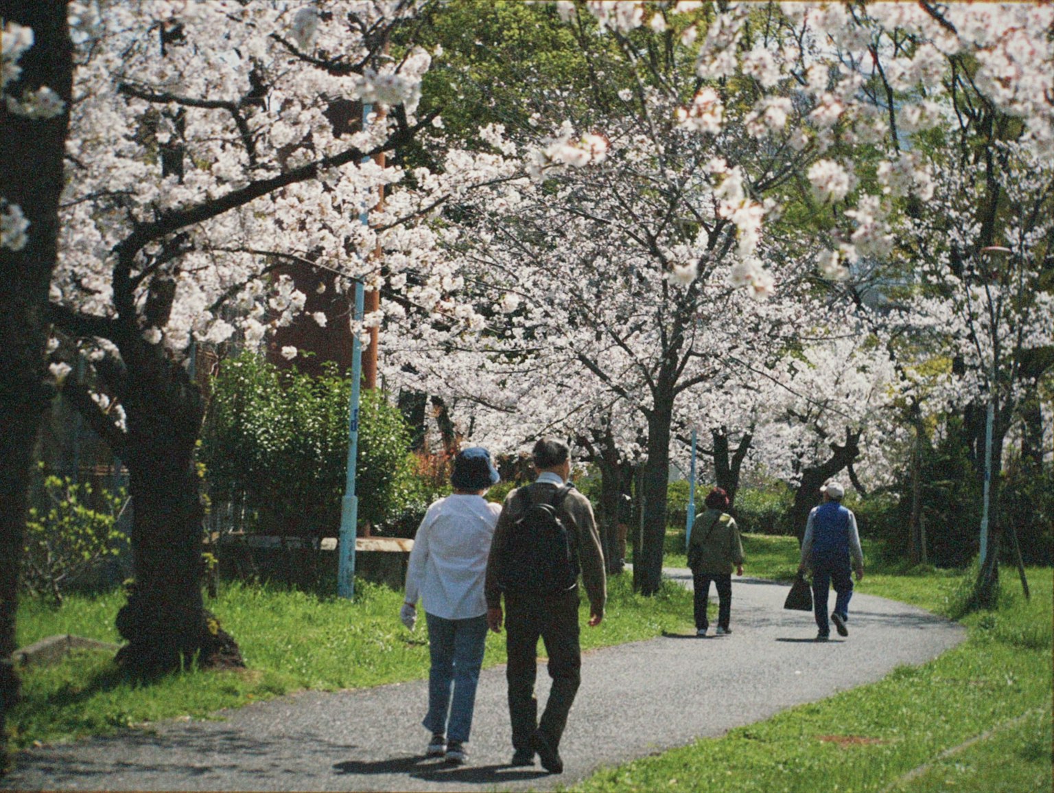Persone che camminano sotto alberi di ciliegio in fiore
