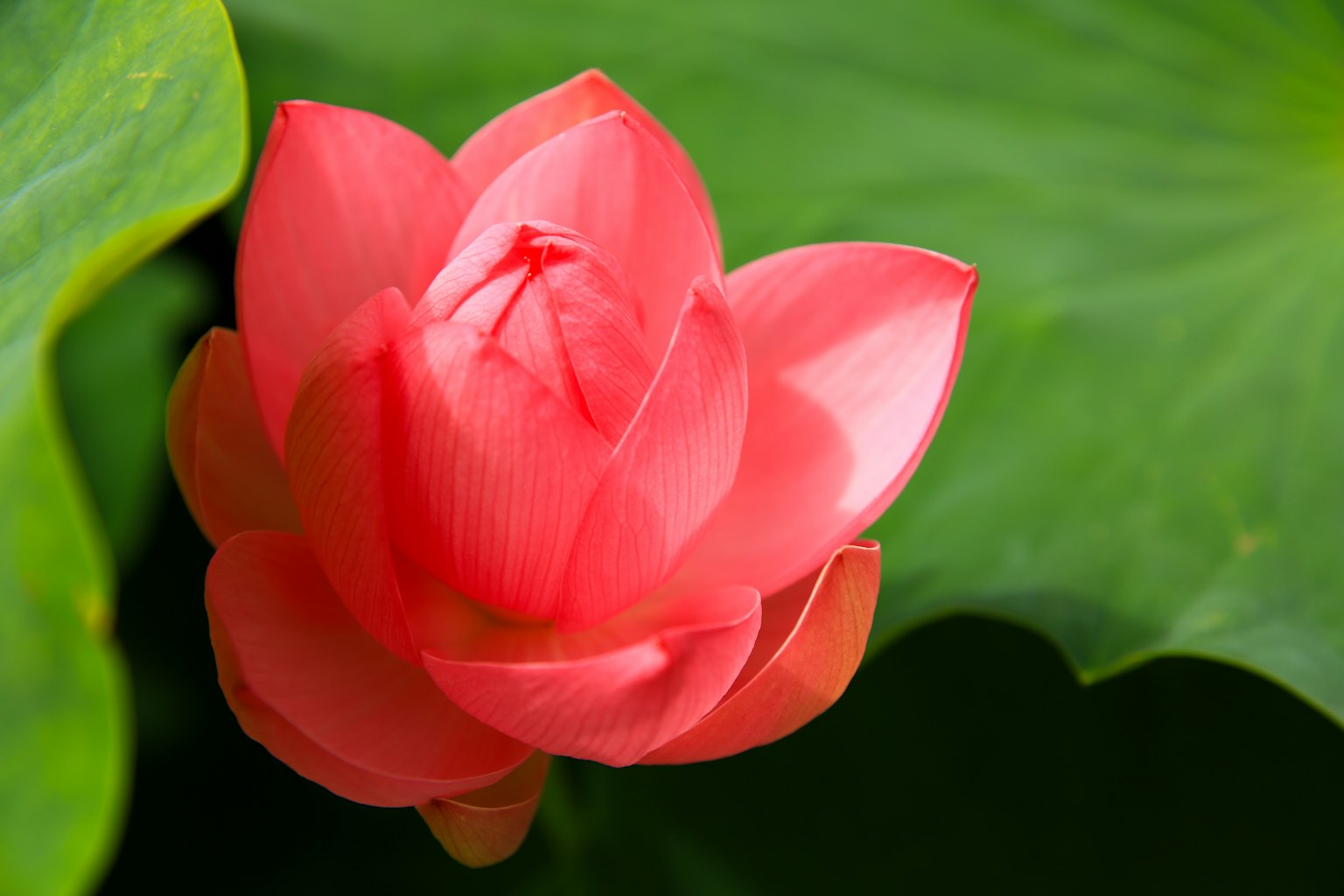 粉紅色蓮花在綠葉上盛開