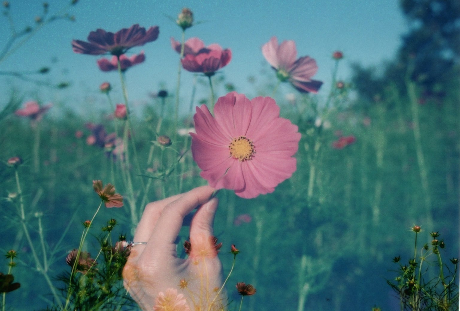 Una mano che tiene un fiore rosa in un bel campo di fiori