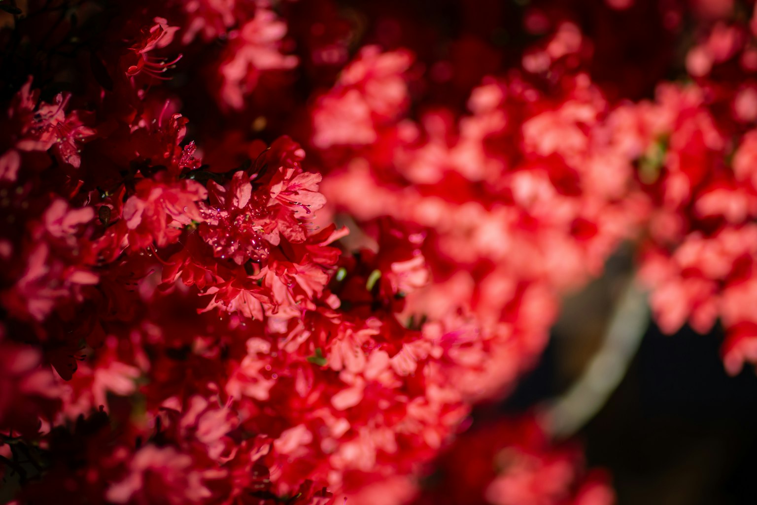 Close-up photo of vibrant red flowers