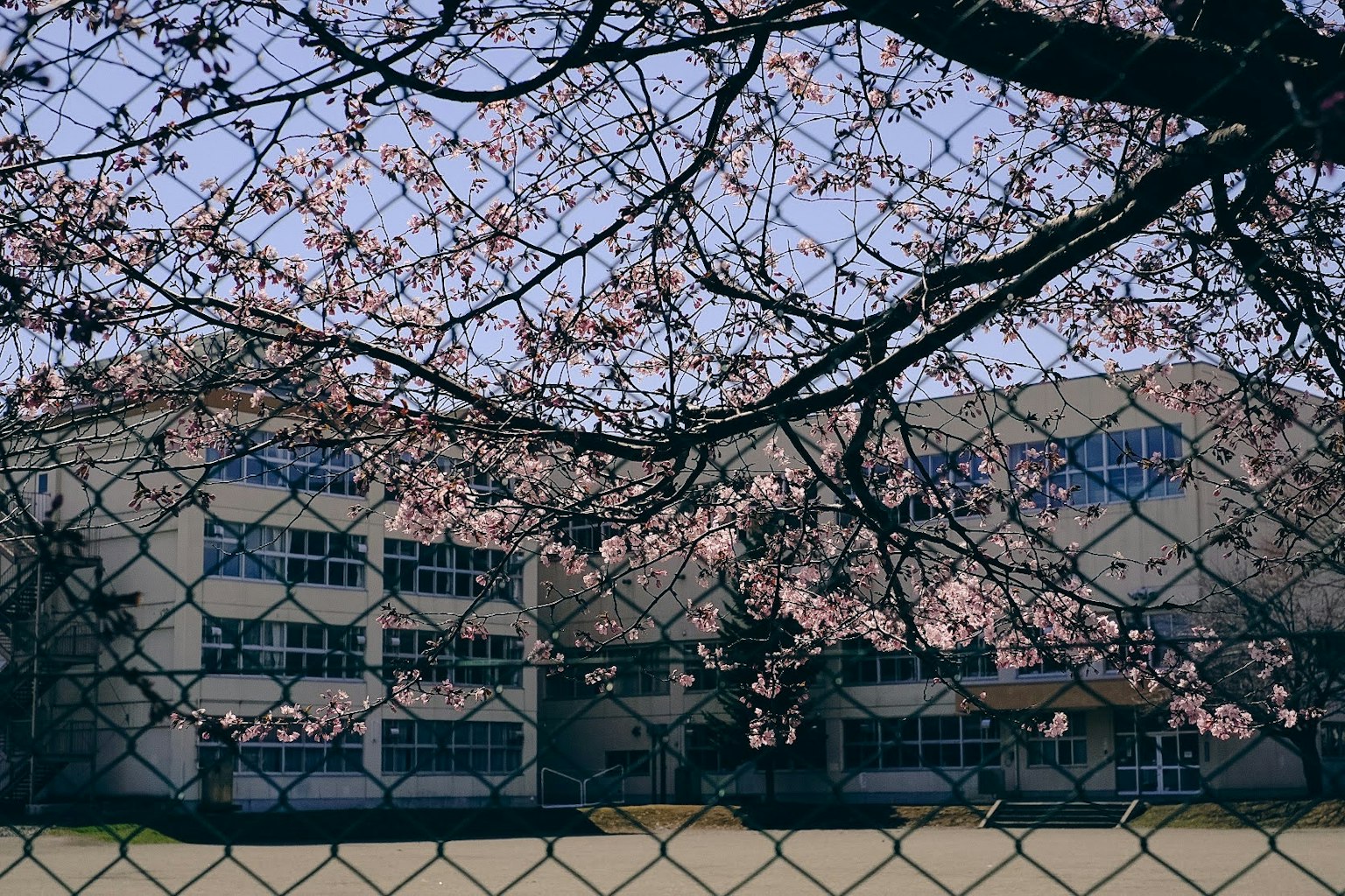 Photo of a school building framed by blooming cherry blossoms and a fence