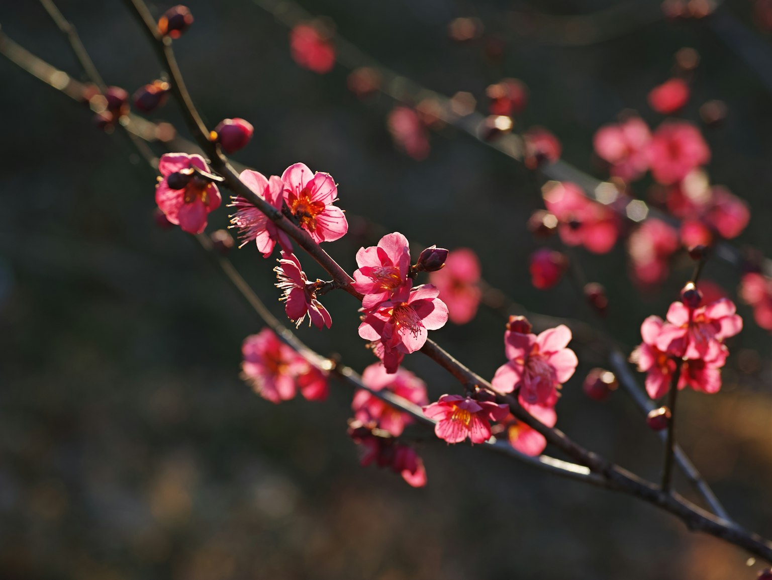 Nahaufnahme von Kirschbaumzweigen mit rosa Blumen