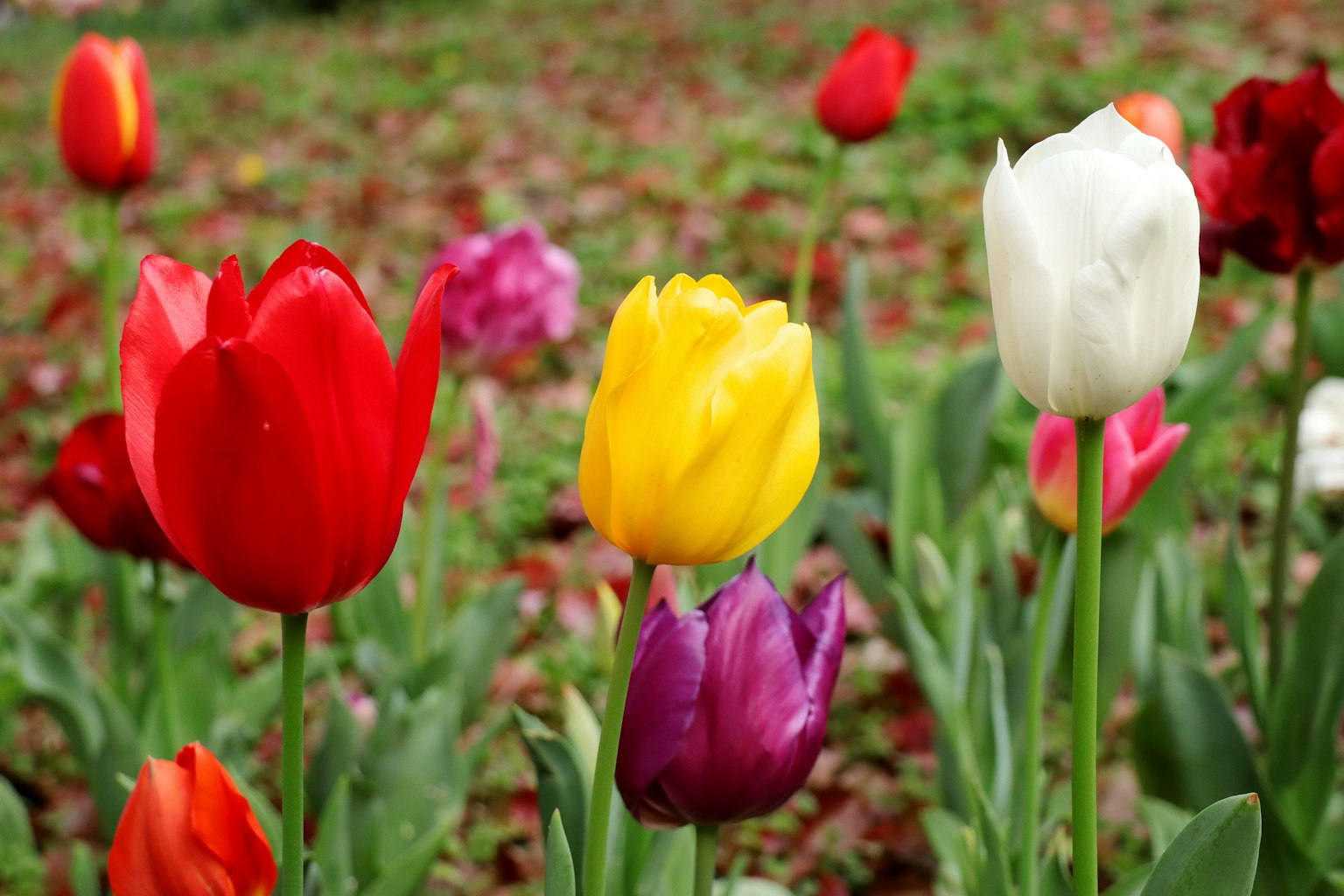 Tulipes colorées fleurissant dans un jardin