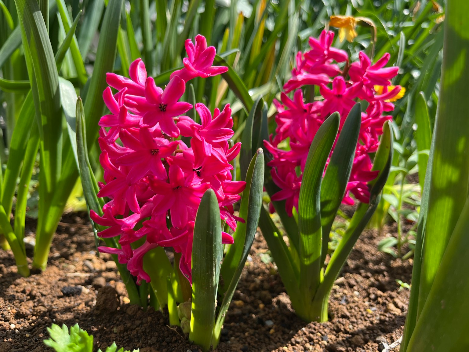 Lebendige rosa Hyazinthe blüht zwischen grünen Blättern