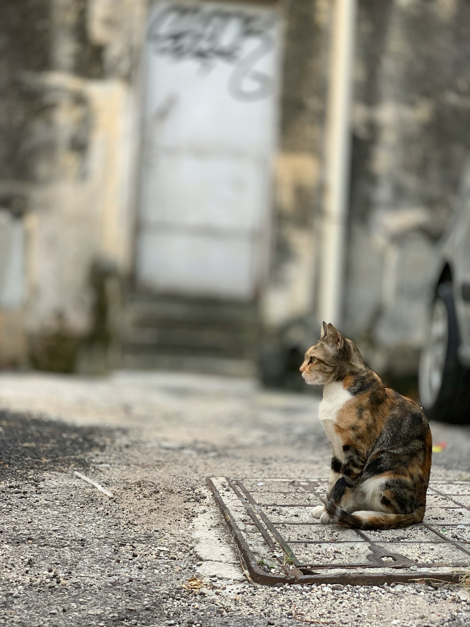 Un gatto seduto tranquillamente in strada con uno sfondo sfocato