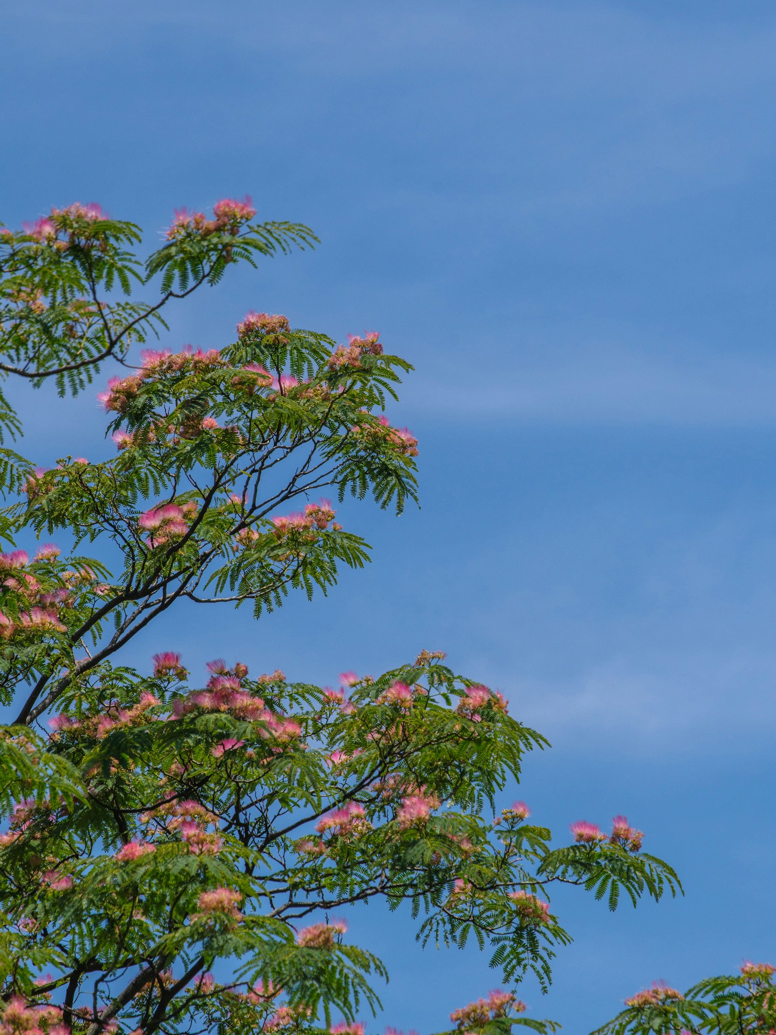 Part of a tree with pink flowers under a blue sky