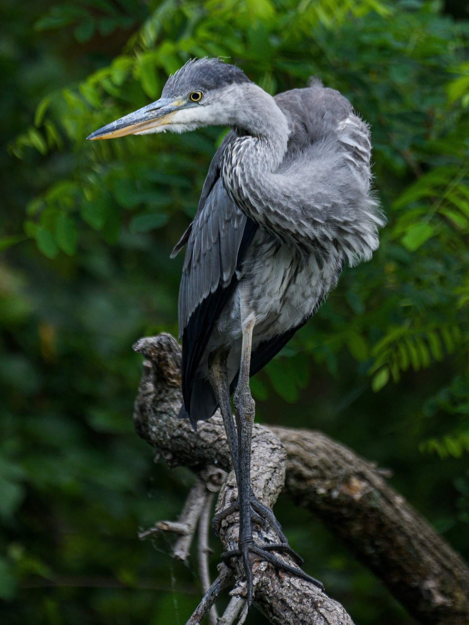 Una garza azul posada en una rama con follaje verde exuberante de fondo