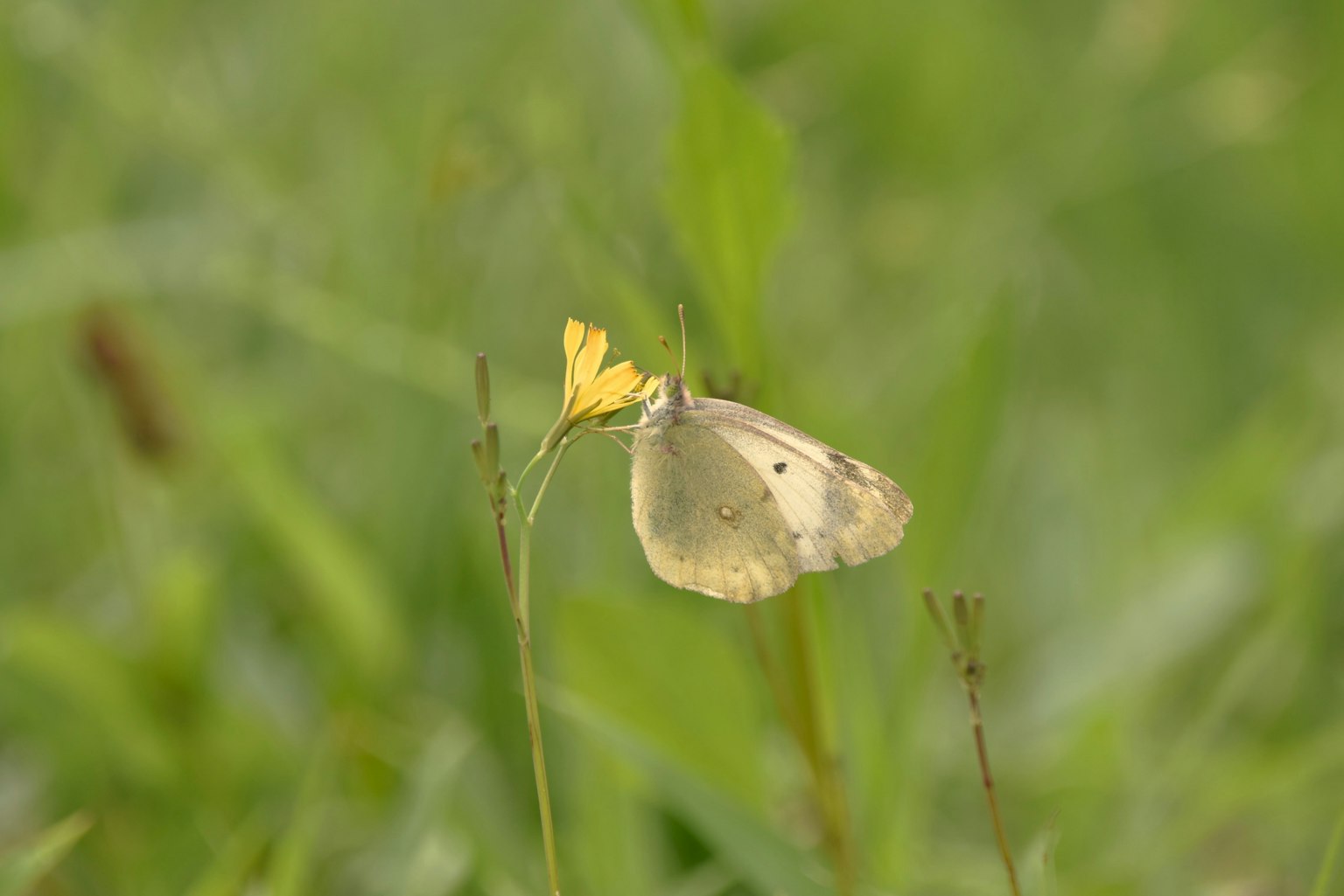 Schmetterling, der auf einer gelben Blume mit grünem Hintergrund sitzt