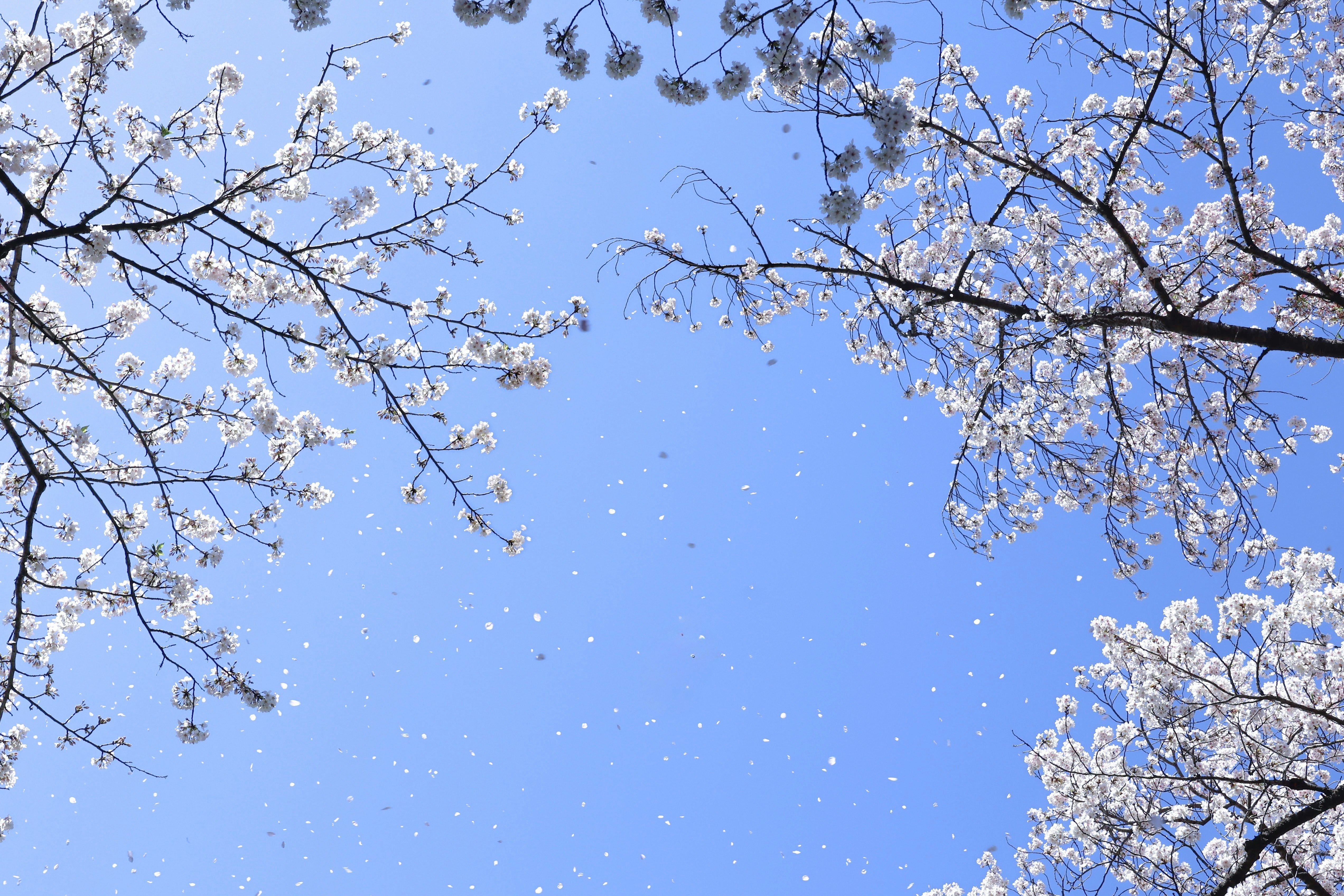 青空に広がる桜の花枝