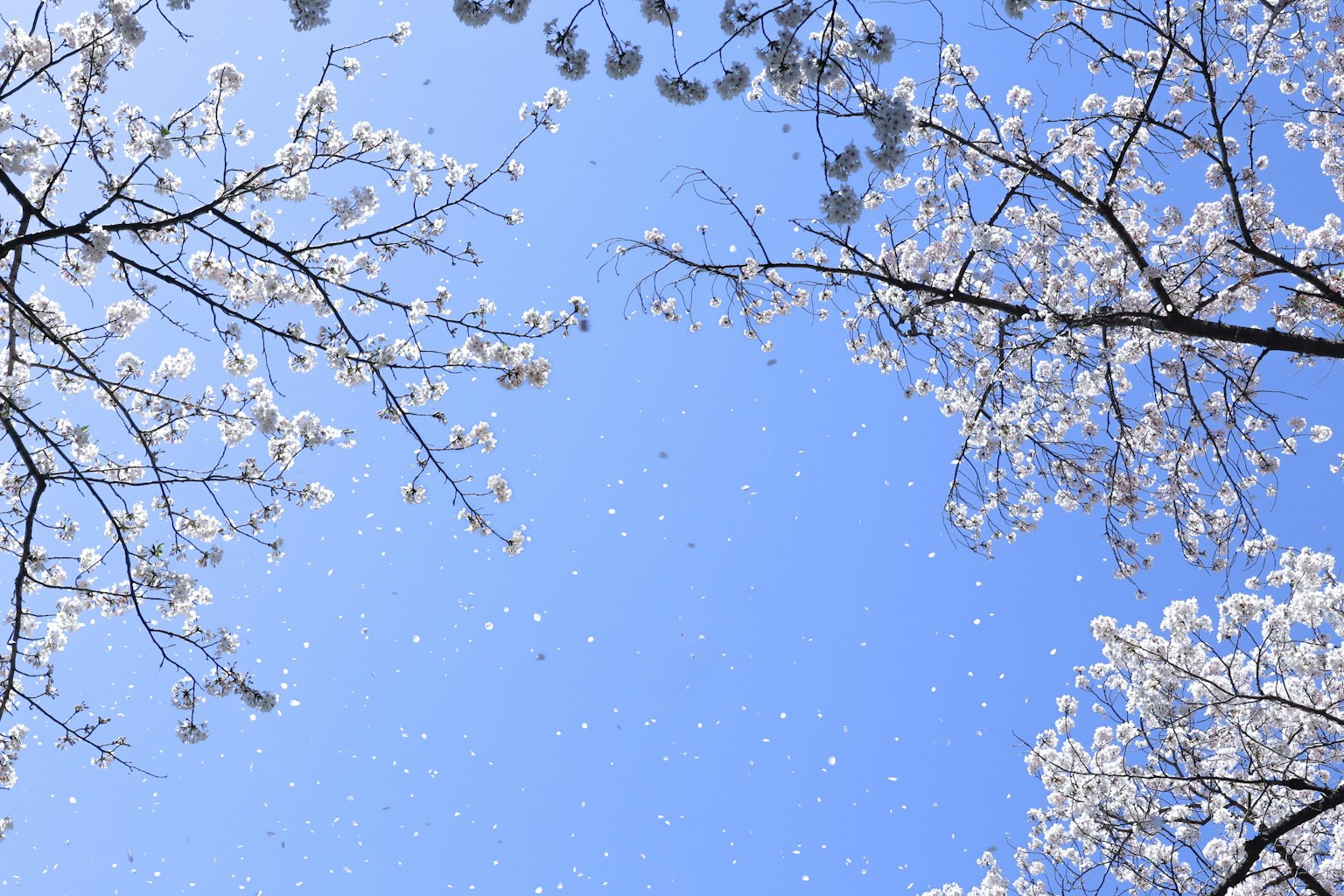 Cherry blossom branches with petals drifting in a clear blue sky