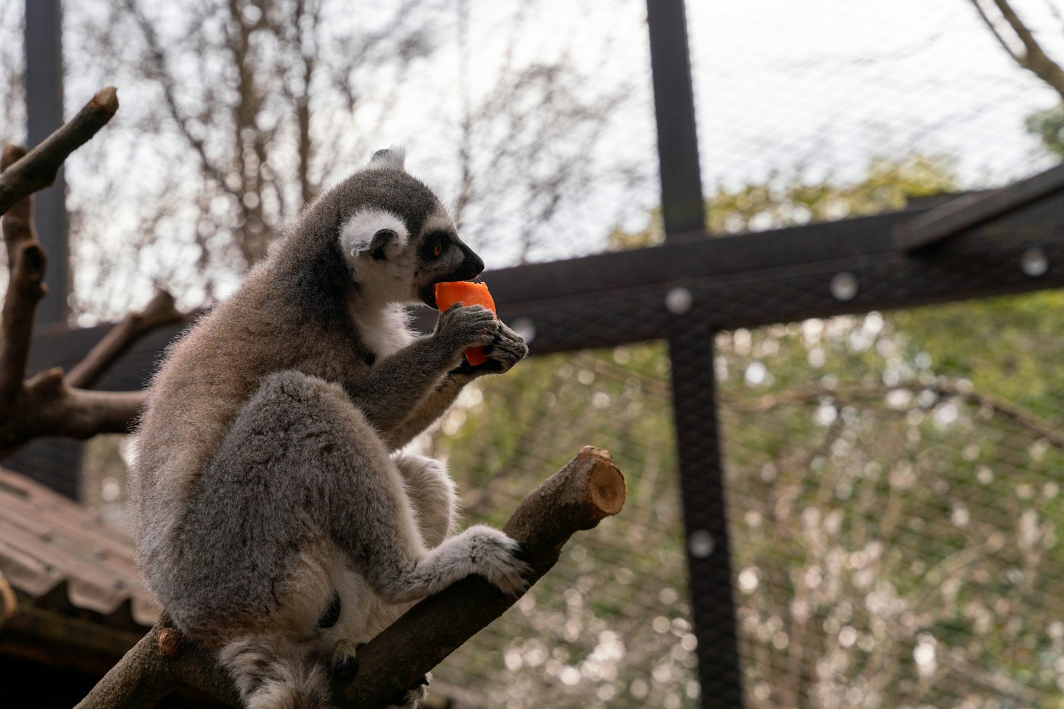 Marmoset yang duduk di dahan sambil makan makanan oranye