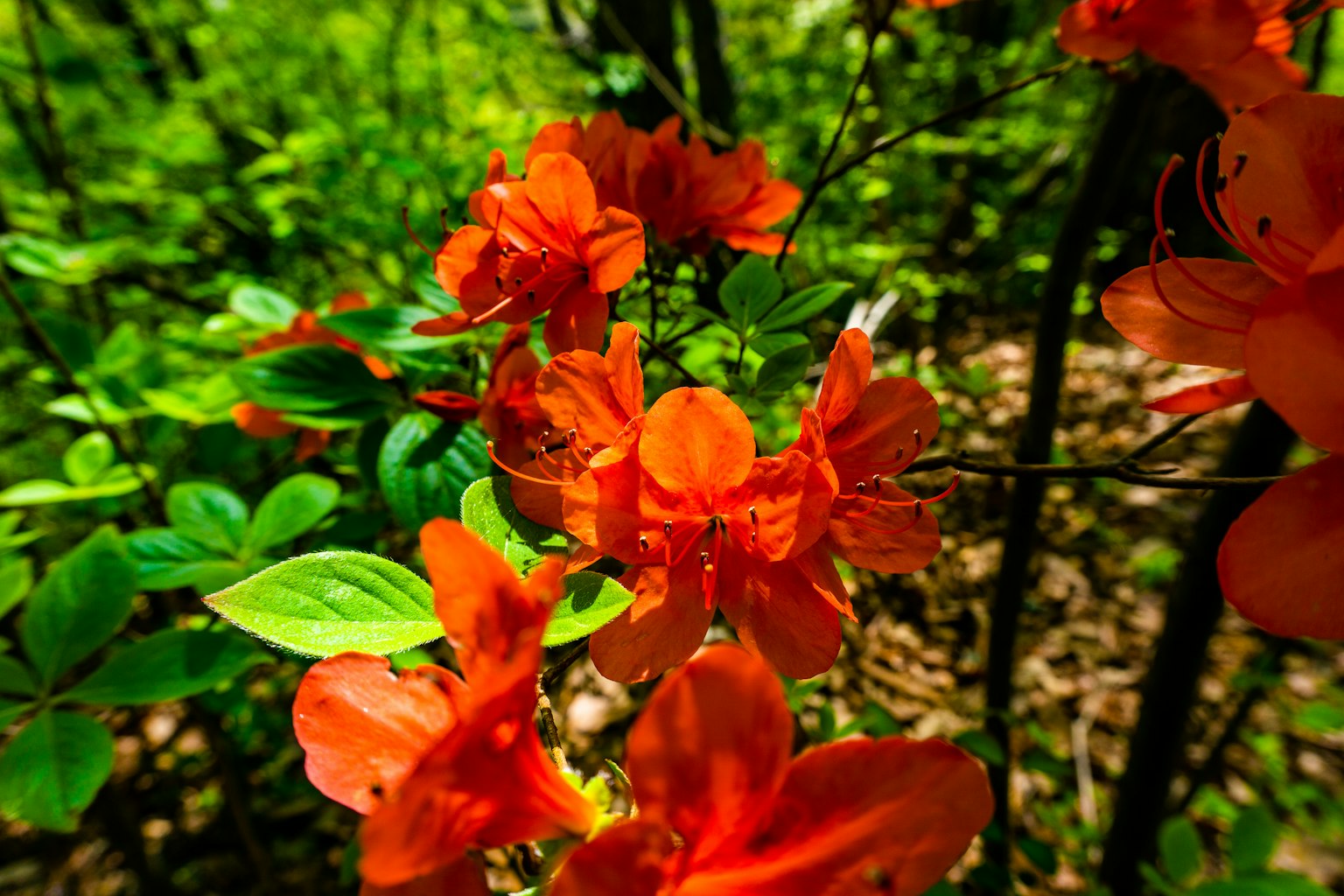 Gros plan de fleurs orange vives avec des feuilles vertes