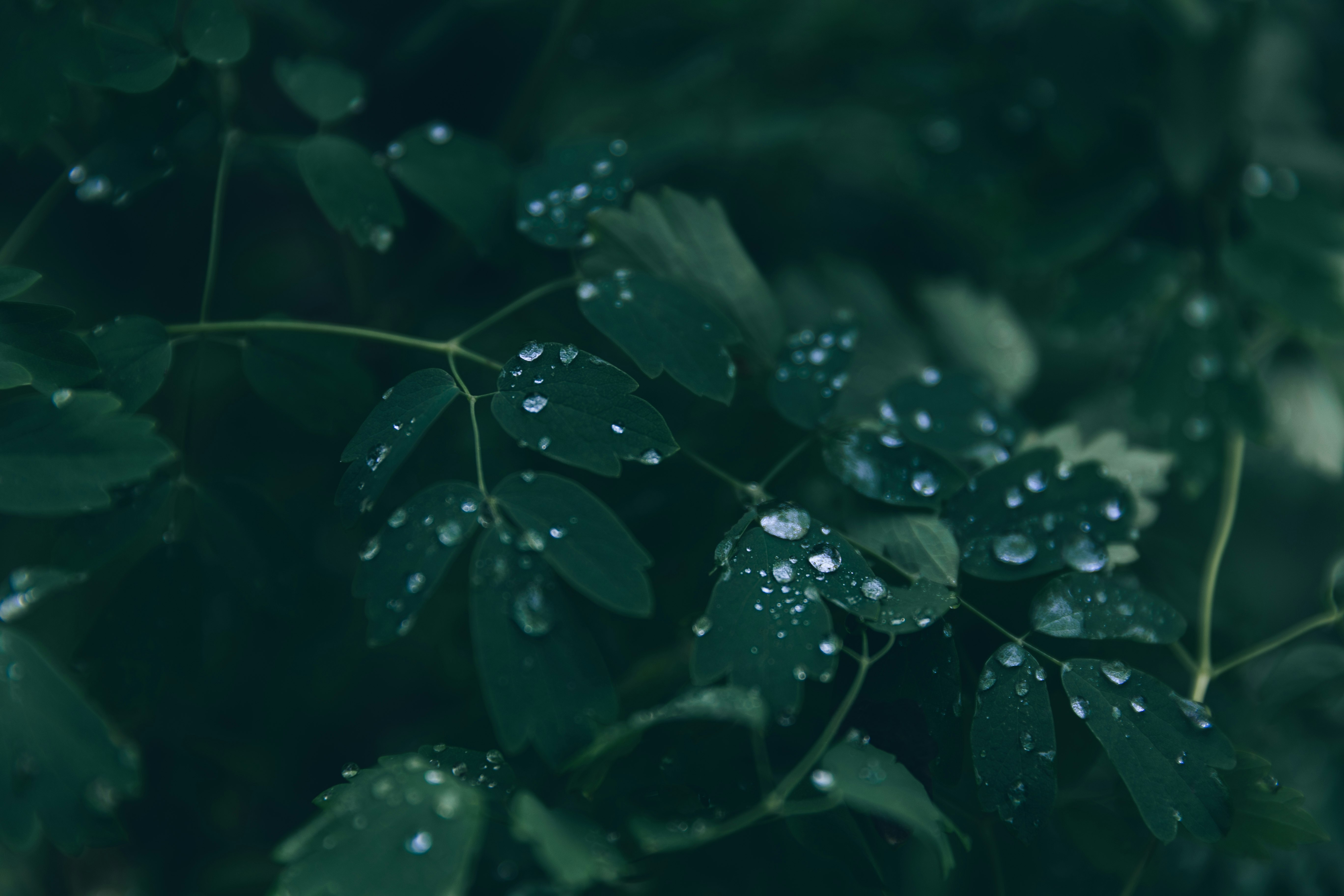 雨上がりの葉に残る水滴のクローズアップ