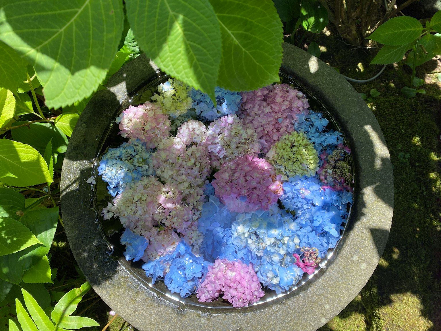 Una maceta llena de pétalos de hortensia coloridos flotando en agua