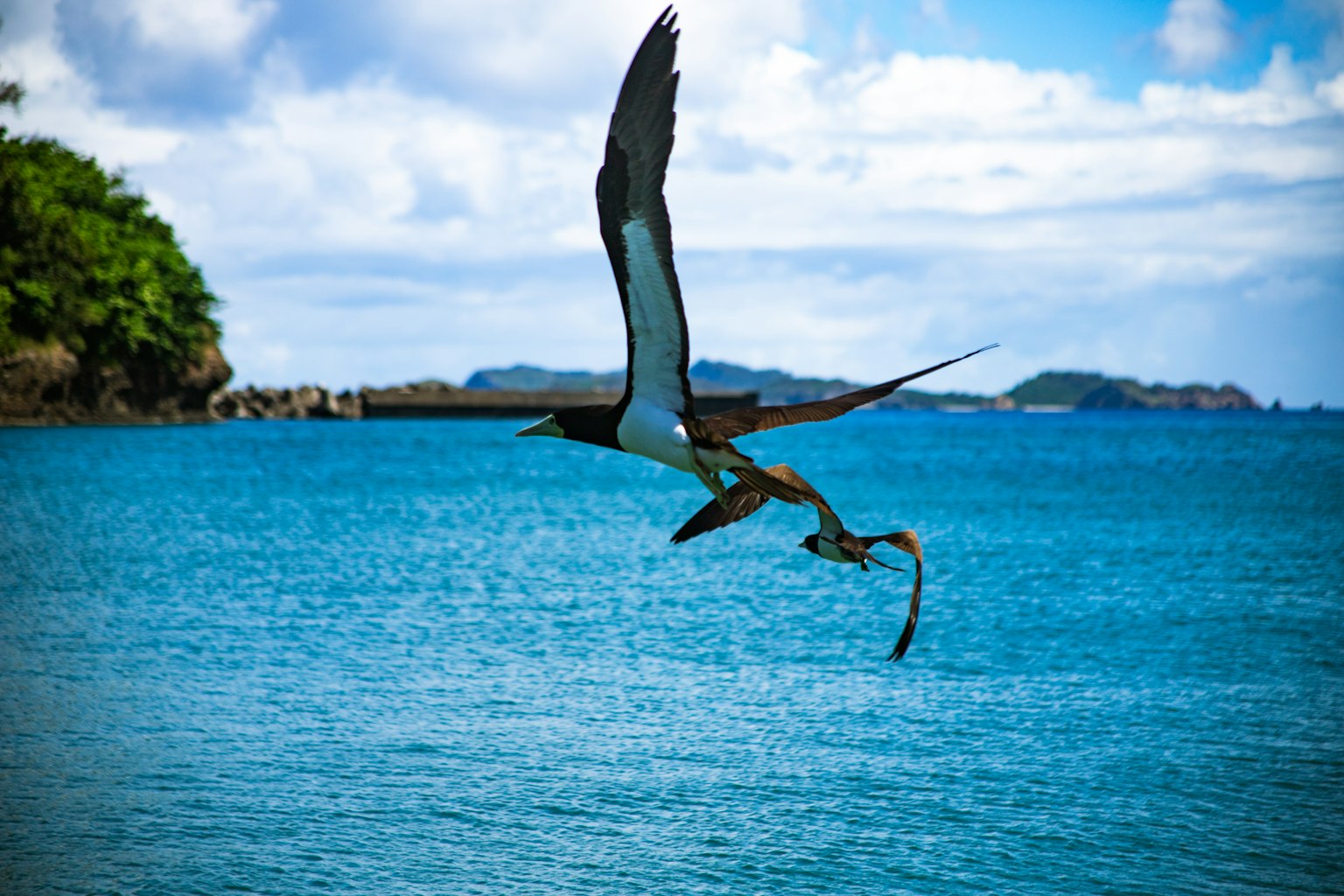 兩隻鳥在藍色海洋上空飛翔
