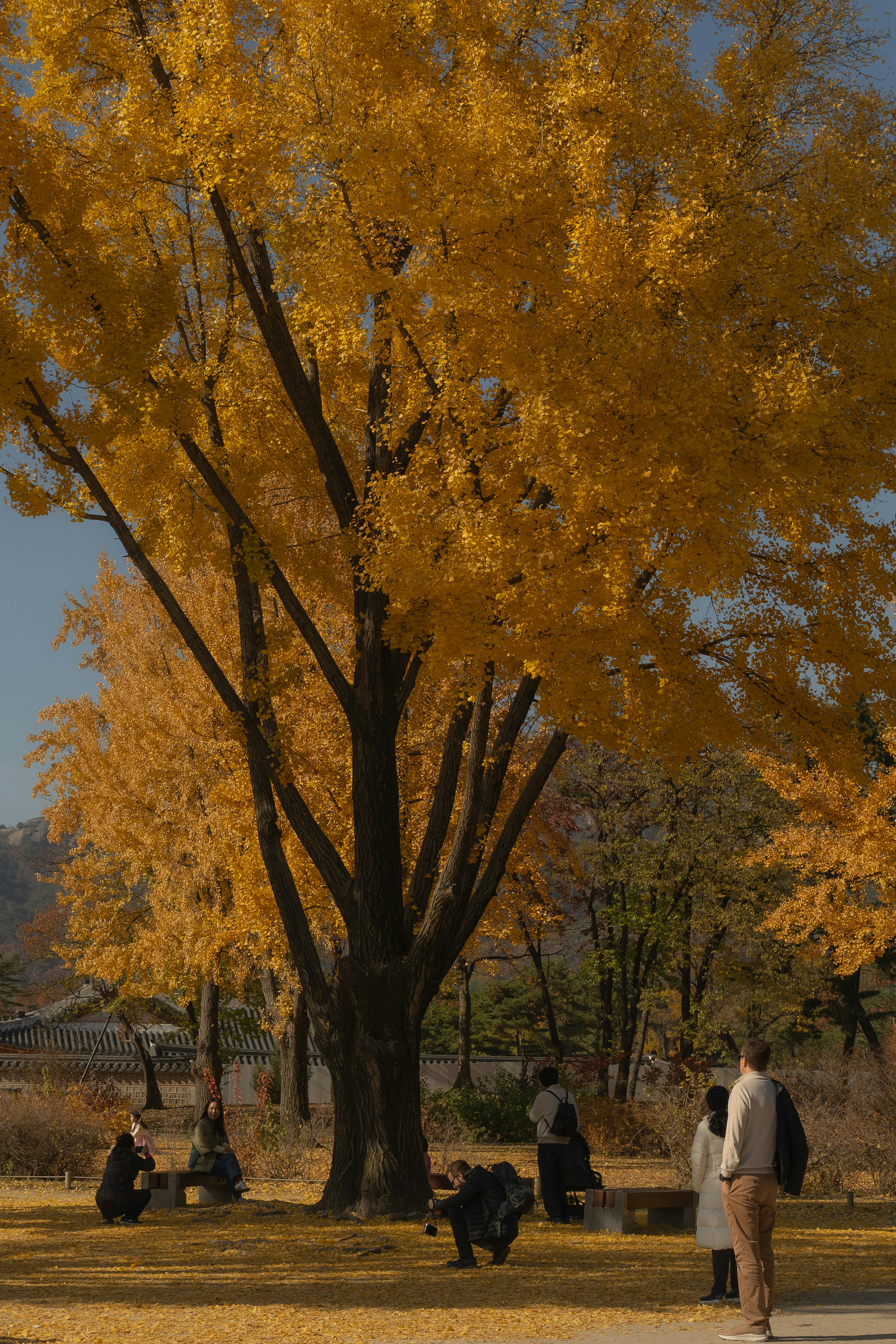 黄葉の並木道でベンチに座る人々と落ち葉のある公園の風景
