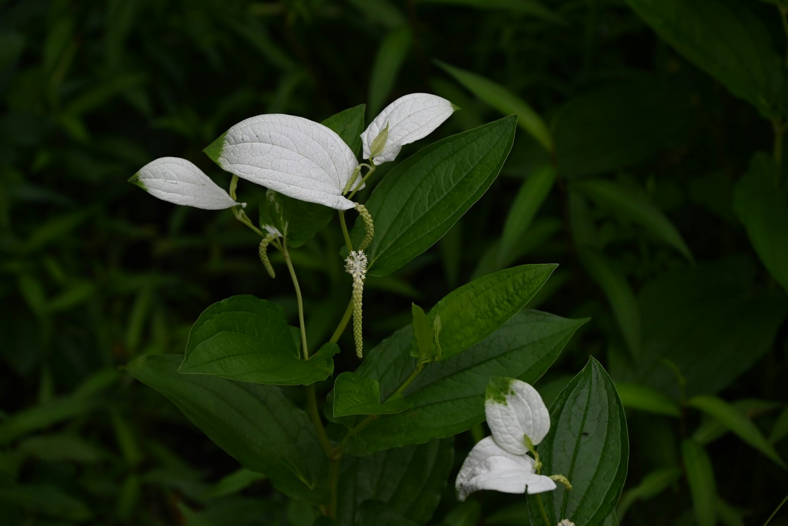 特寫白花綠葉植物