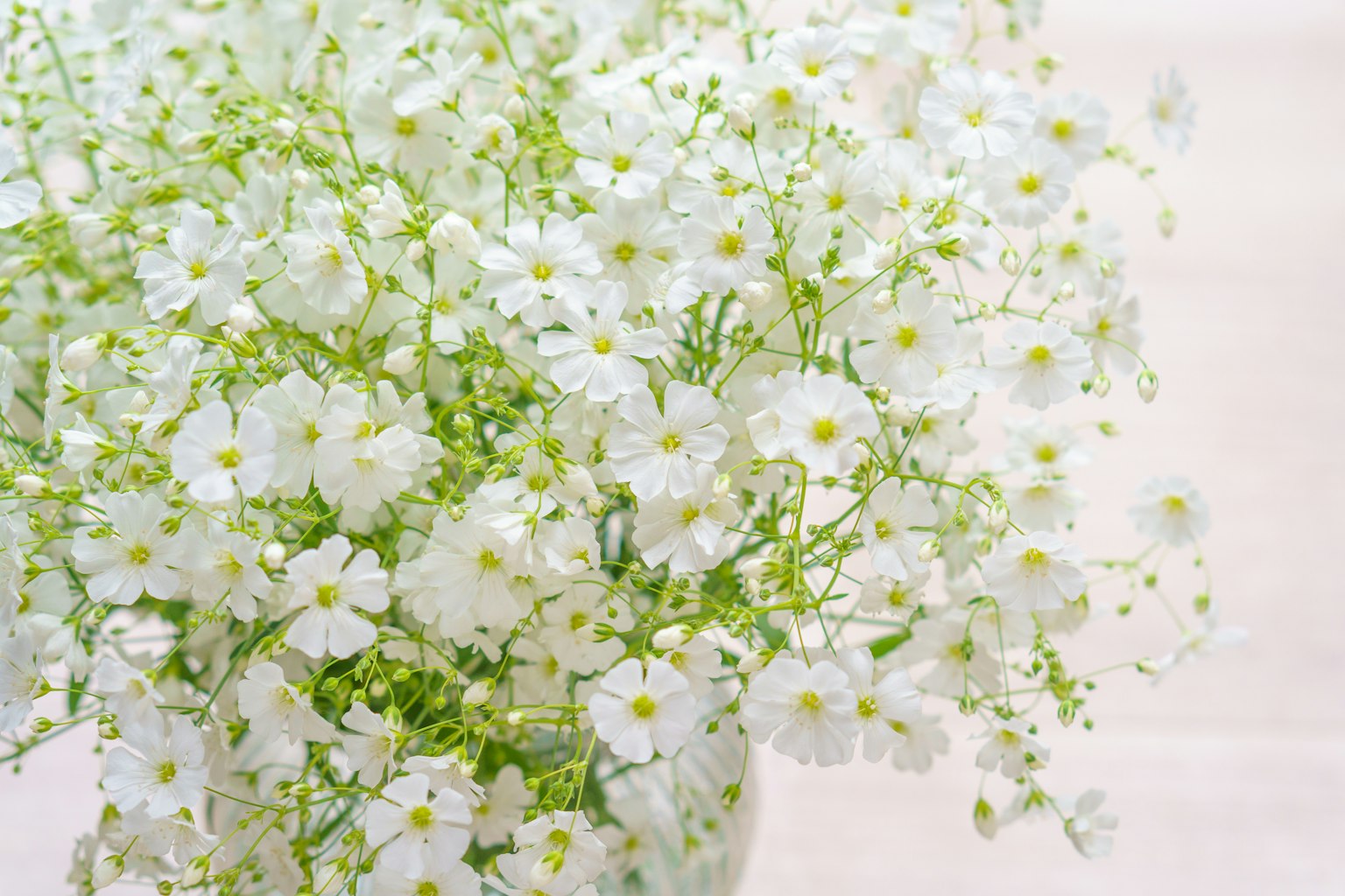 盛滿小白花的花瓶特寫