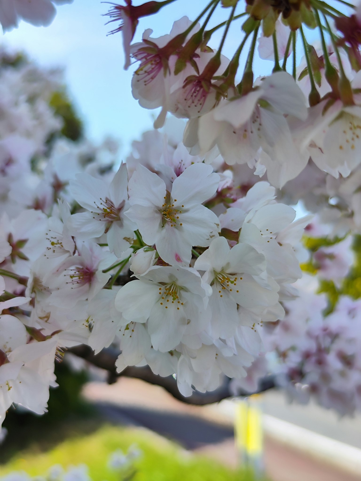 樱花盛开的特写