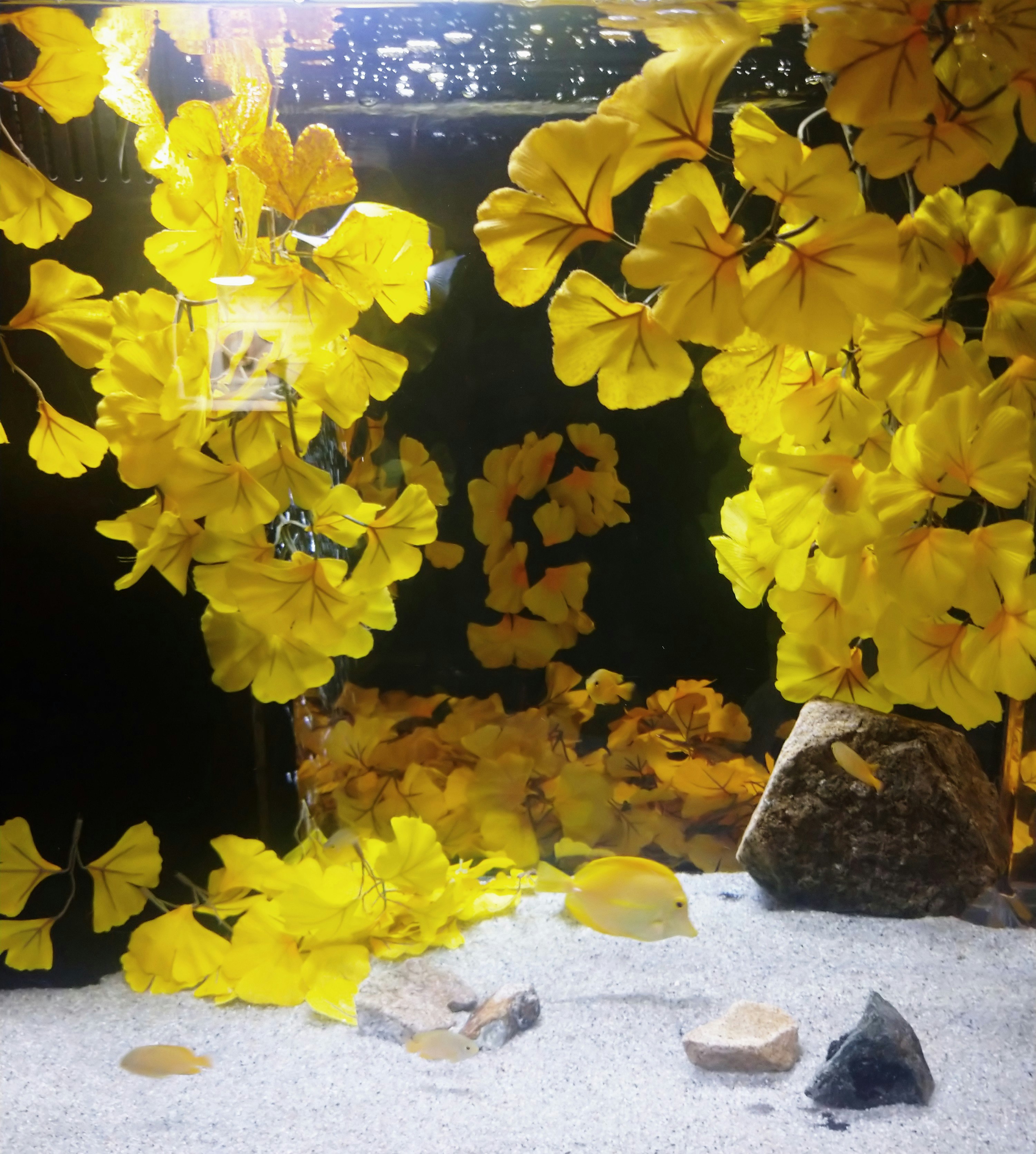 黄色い花の装飾と水槽の中の岩や砂