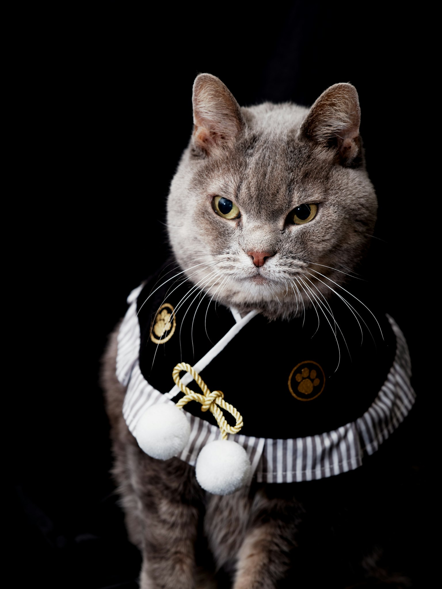 Un gatto che indossa un abito elegante su sfondo nero