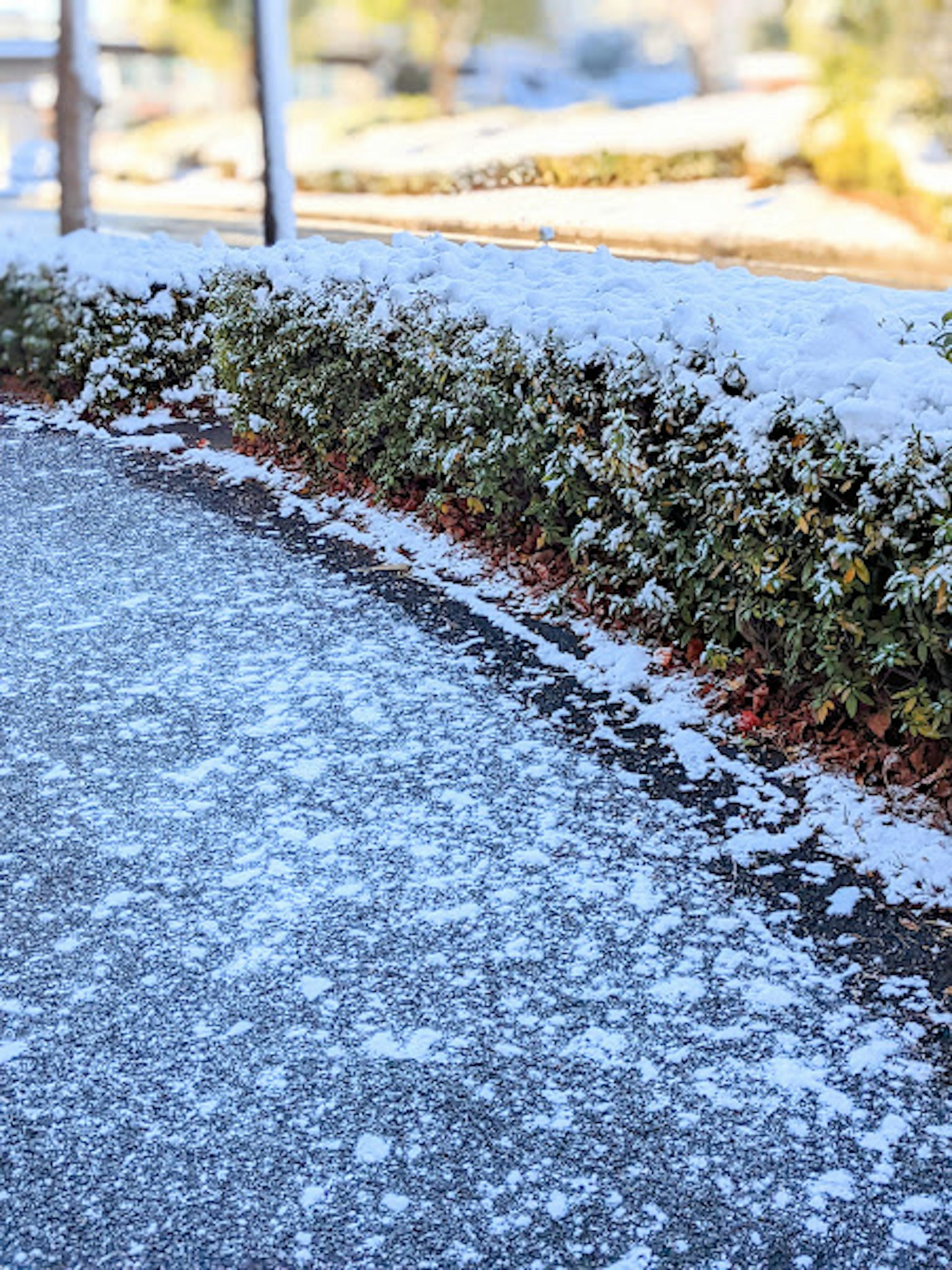 Camino cubierto de nieve con un seto bajo verde