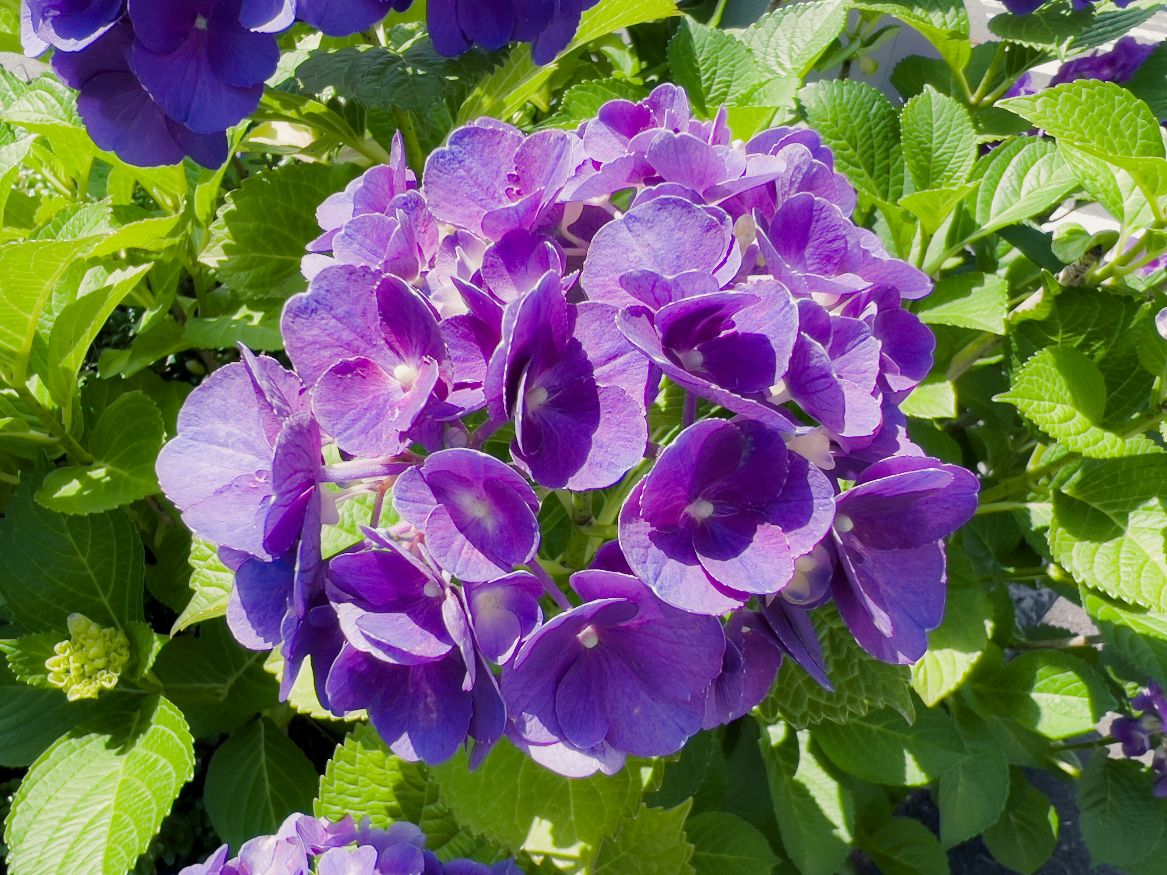 紫のアジサイの花と青緑の葉のクローズアップ