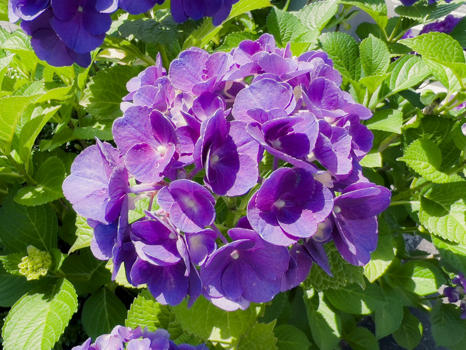 Close-up bunga hydrangea ungu yang mekar penuh