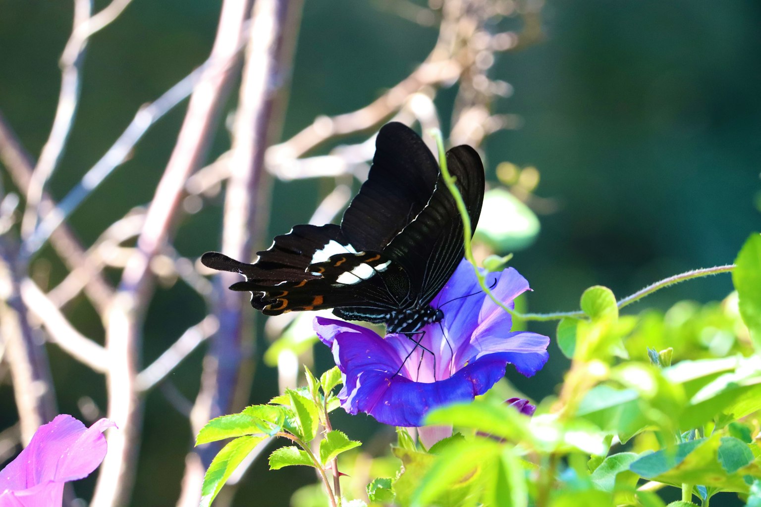 Ein schwarzer Schmetterling sitzt auf einer lila Petunienblüte