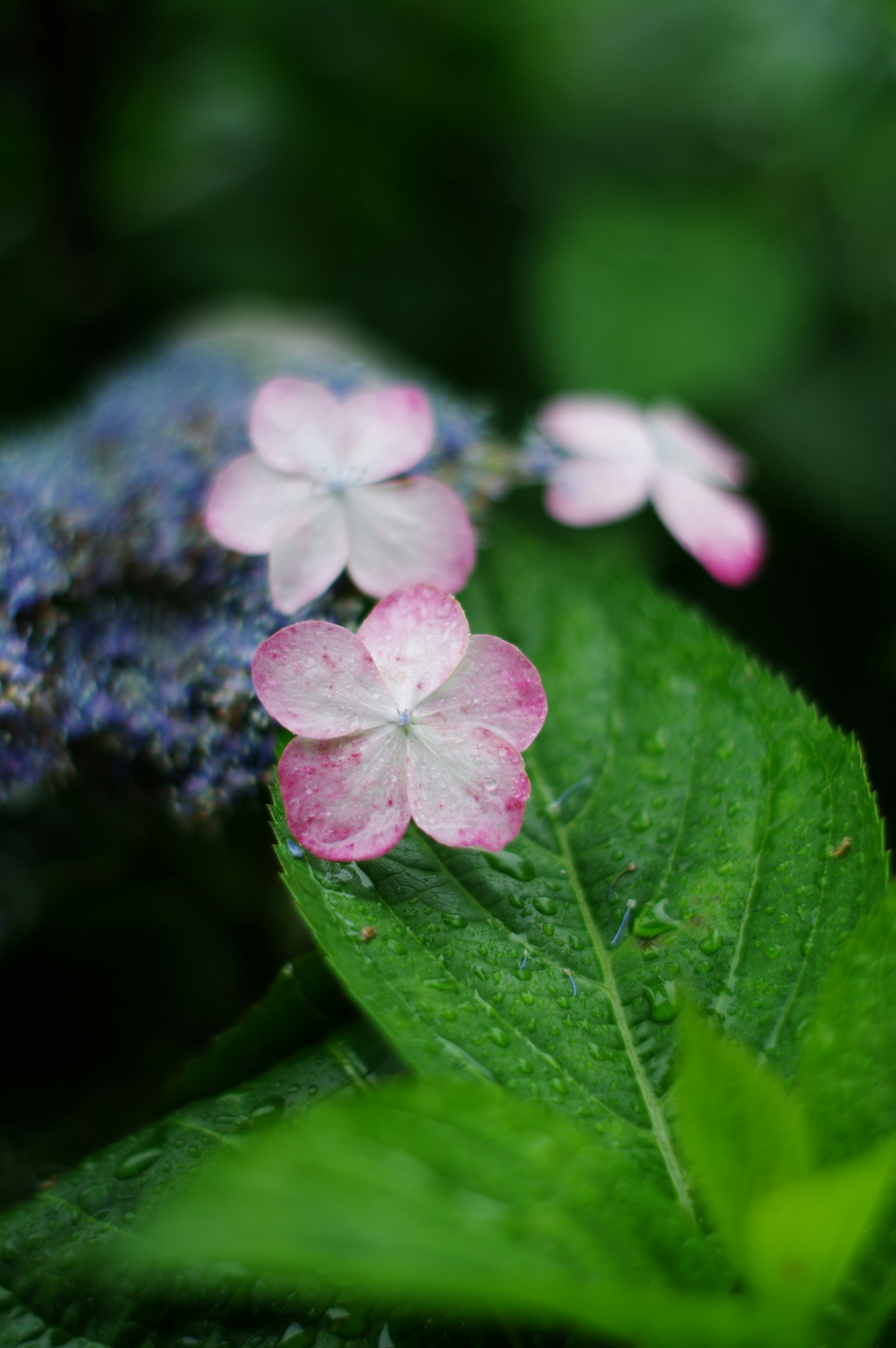 Image présentant des fleurs roses délicates sur des feuilles vertes
