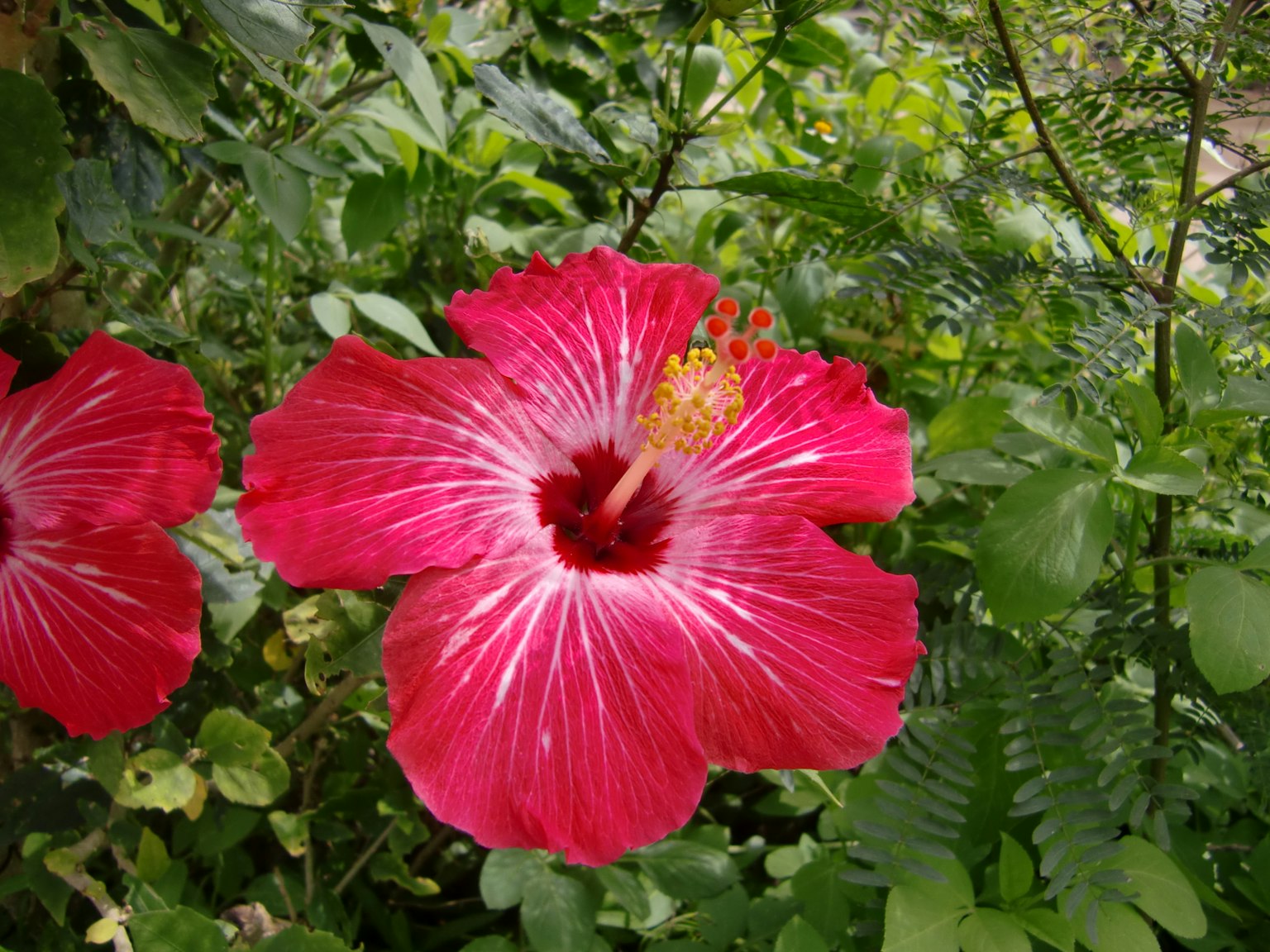 鲜艳的红色芙蓉花在绿色叶子中盛开