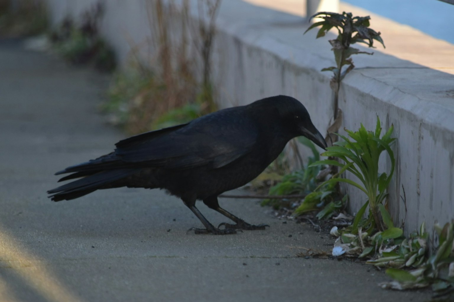 A black crow pecking at the ground