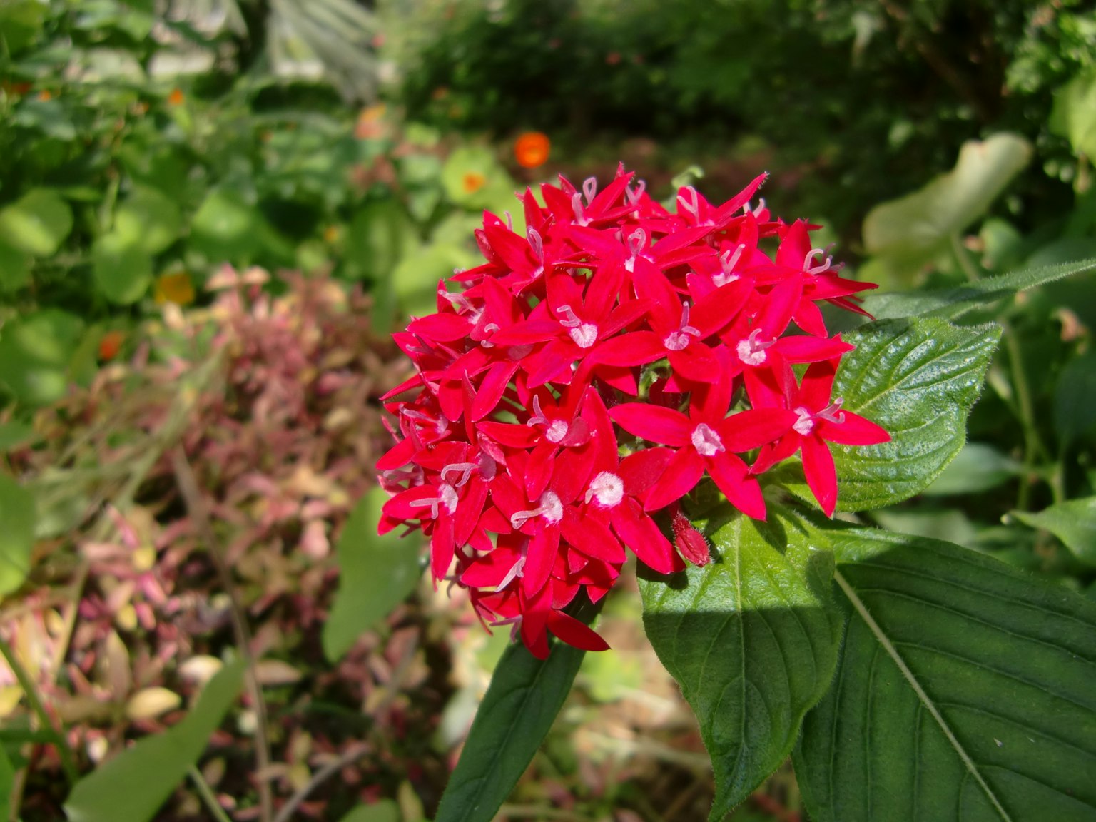 Vibrant red flower surrounded by green leaves