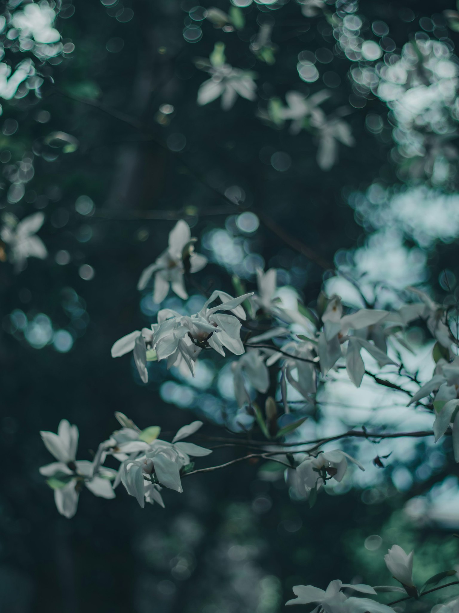 Branch with white flowers against a dark background