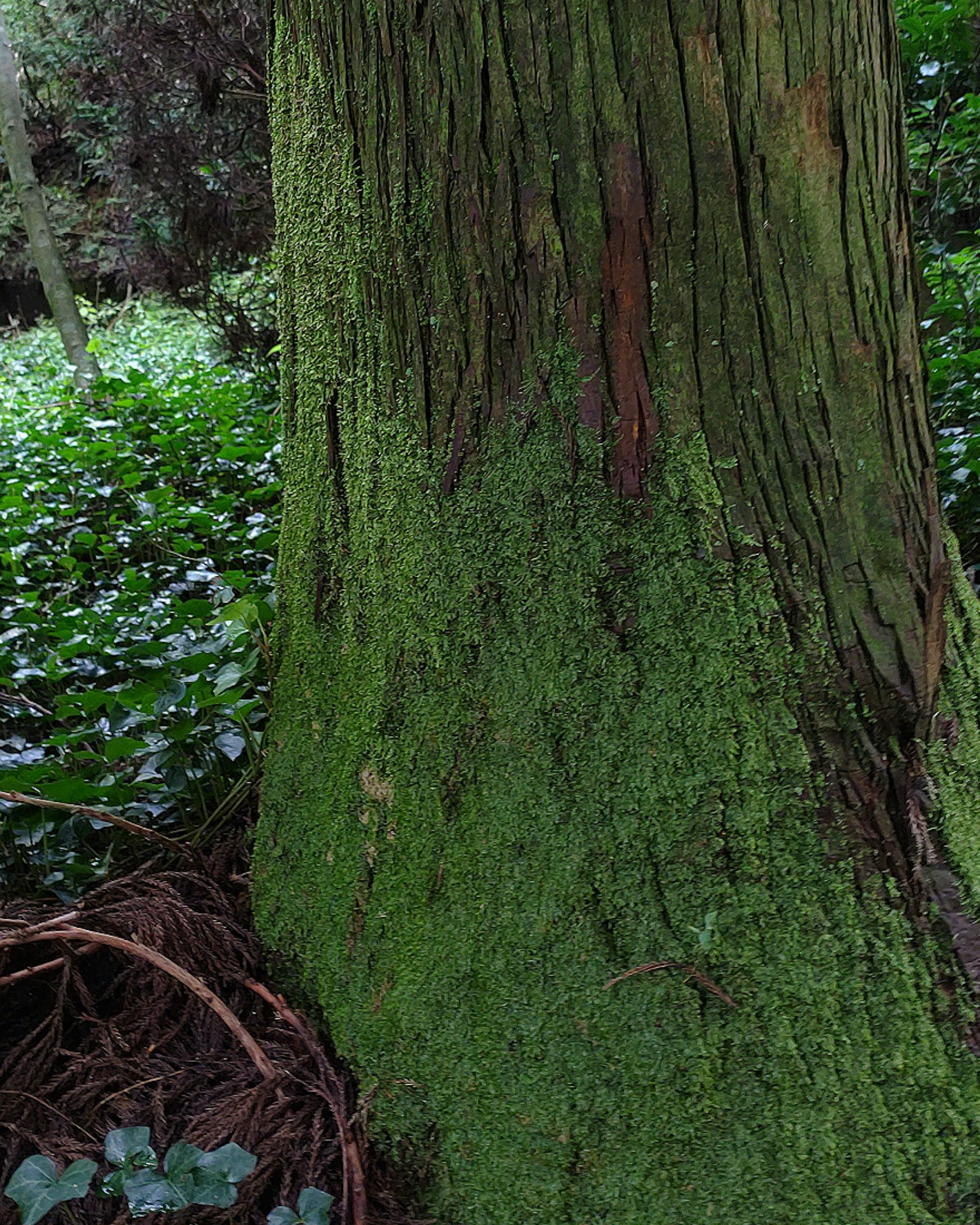 Tronco d'albero coperto di muschio verde con vegetazione circostante