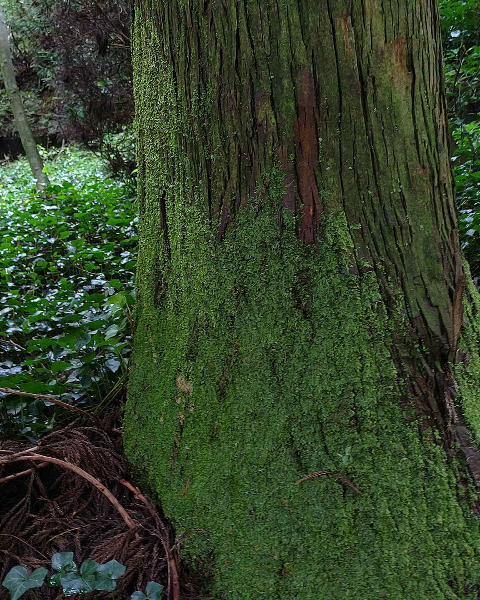 Tronco de árbol cubierto de musgo verde con vegetación circundante