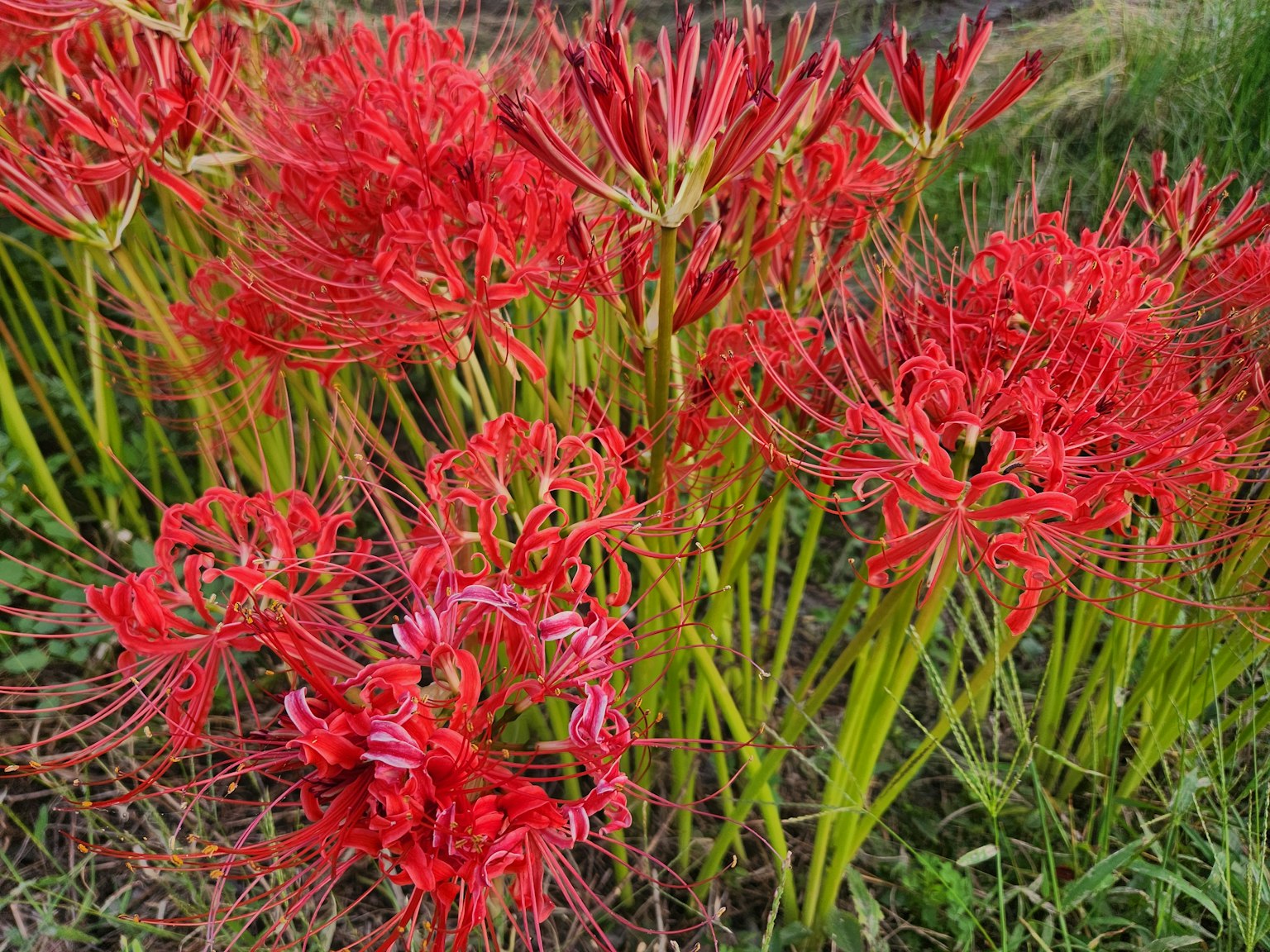 Fioritura di vivaci gigli ragno rossi