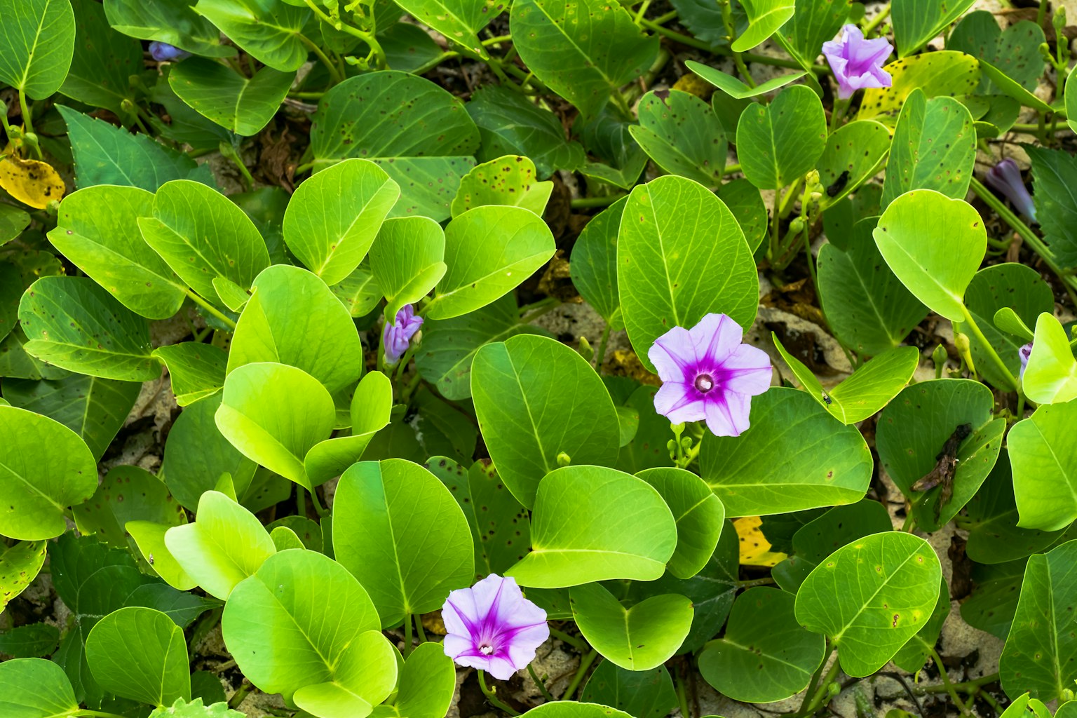 Nahaufnahme von grünen Blättern mit blühenden lila Blüten
