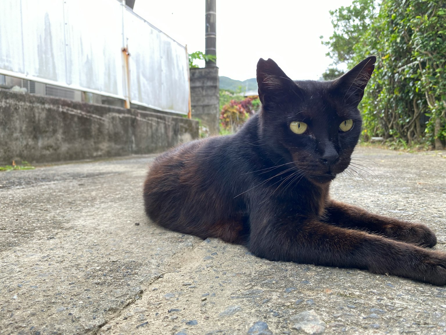 一隻黑貓躺在路上
