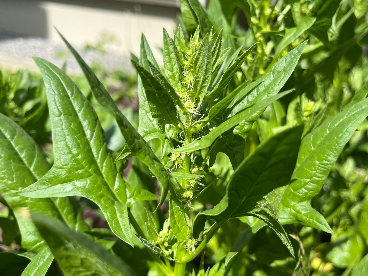Foto ravvicinata di una pianta verde lussureggiante con foglie appuntite