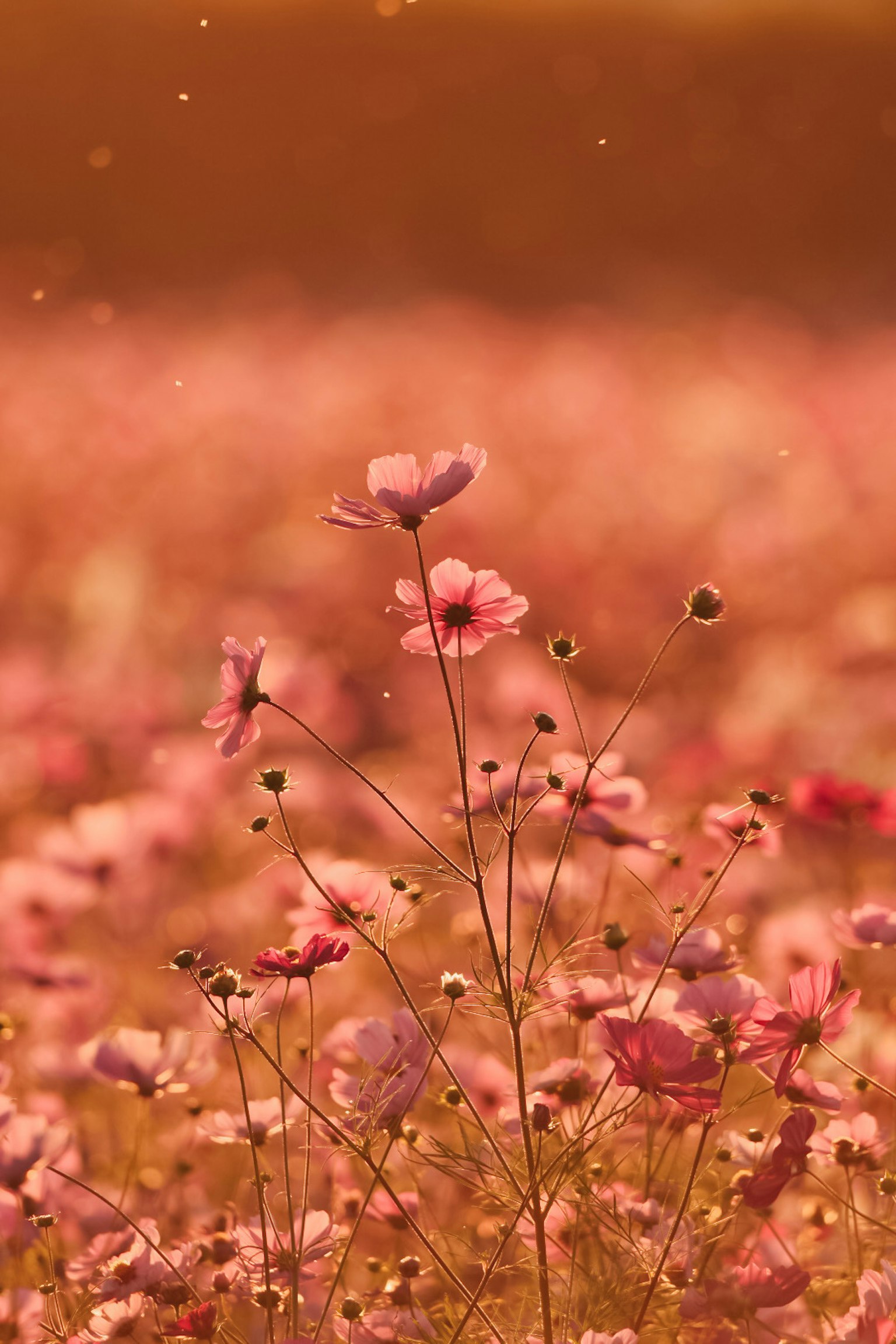 夕焼けの中で咲くピンクの花々のフィールド