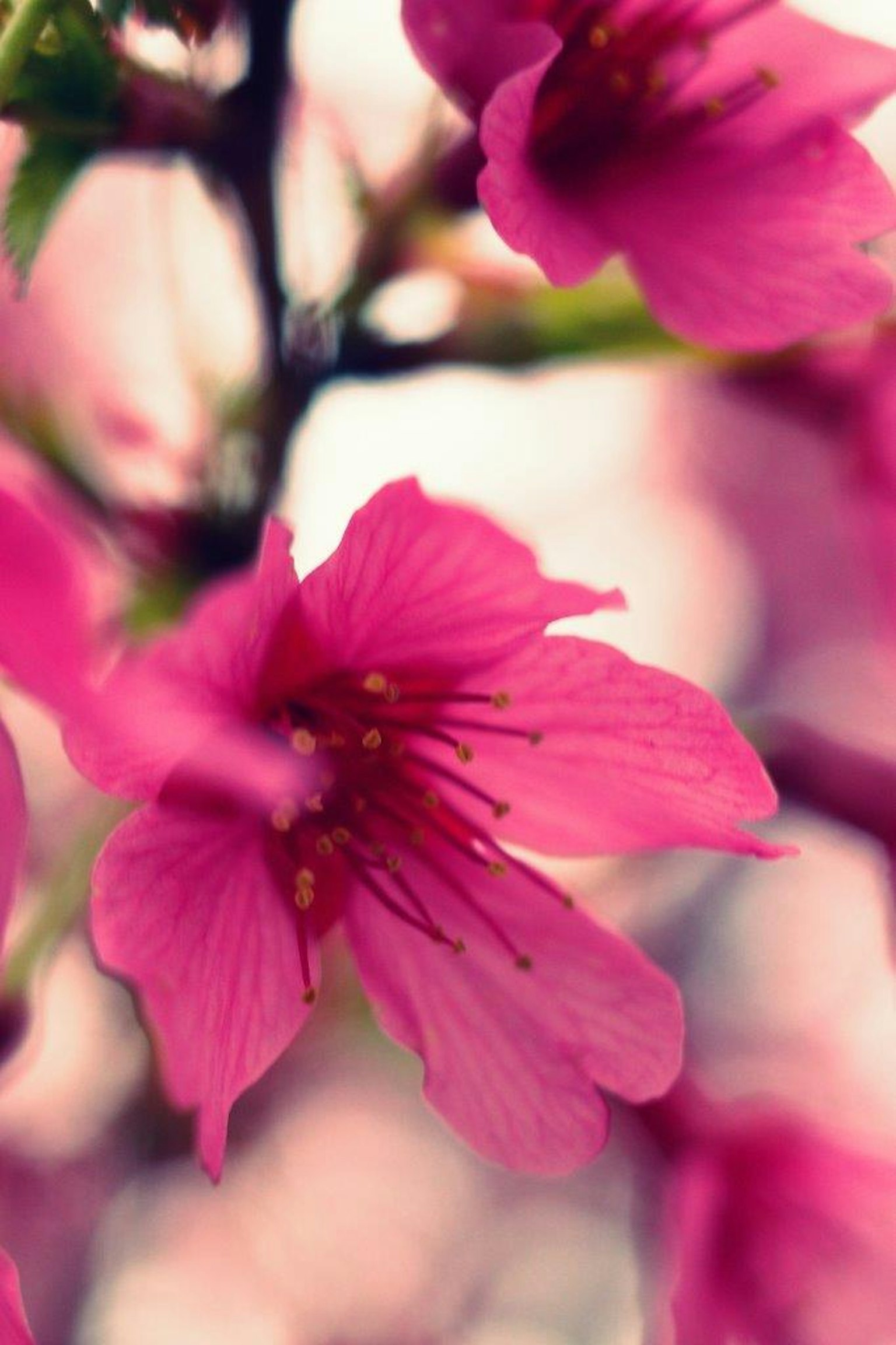 Acercamiento a hermosas flores de cerezo con pétalos rosados y estambres amarillos vibrantes
