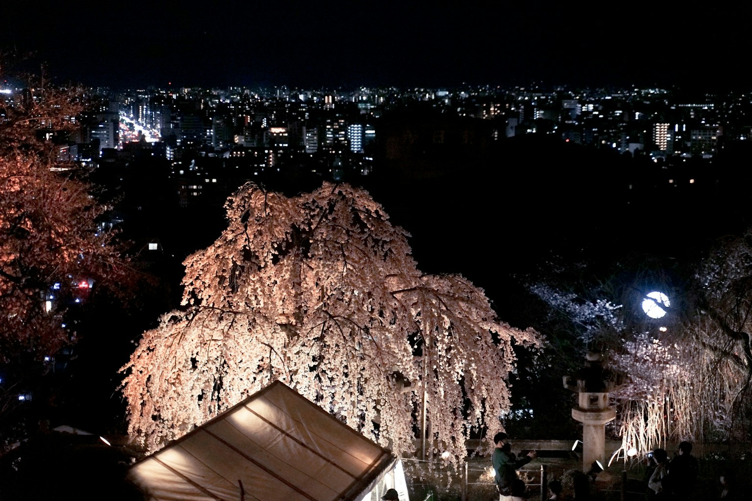 Vista notturna con alberi di ciliegio e luci della città